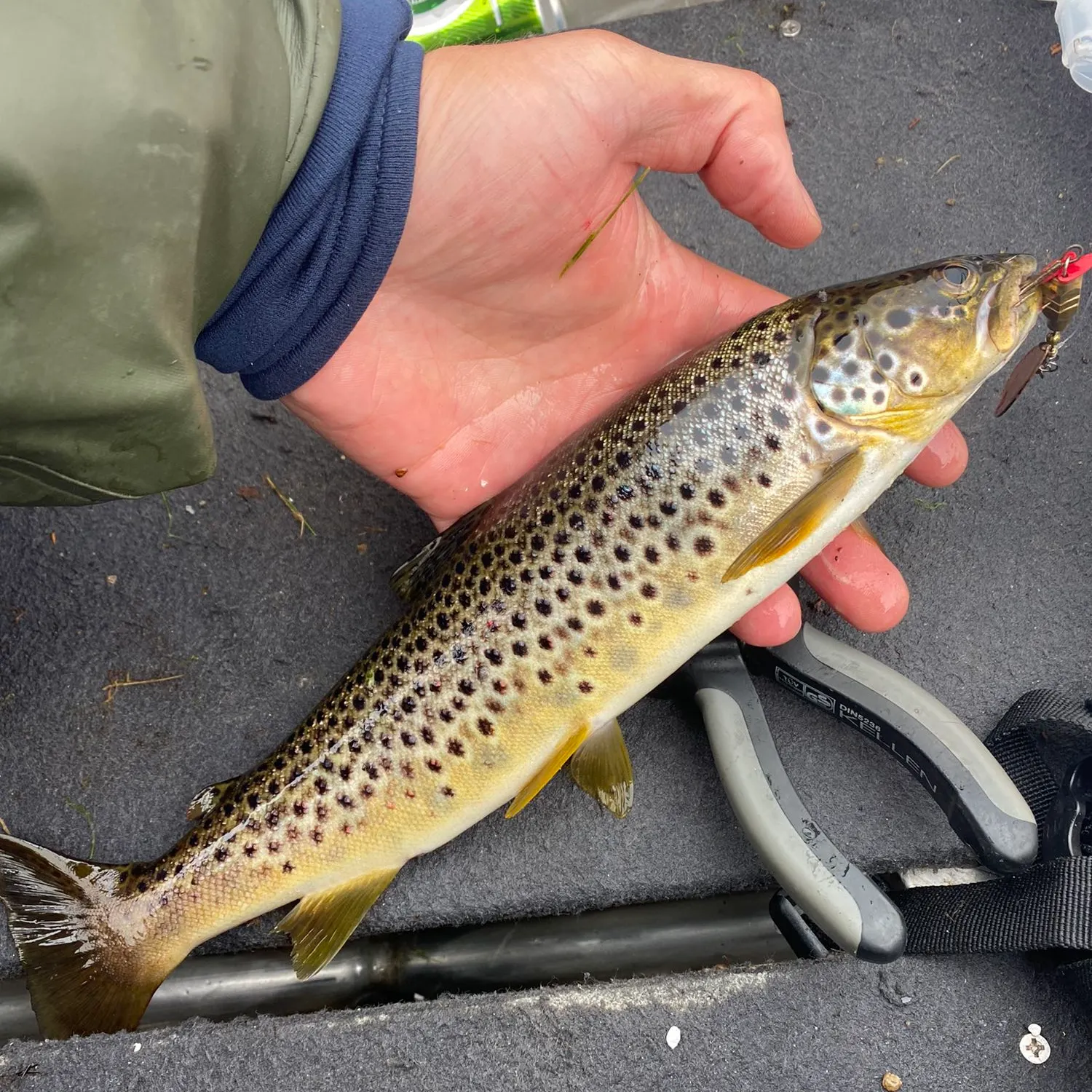 recently logged catches