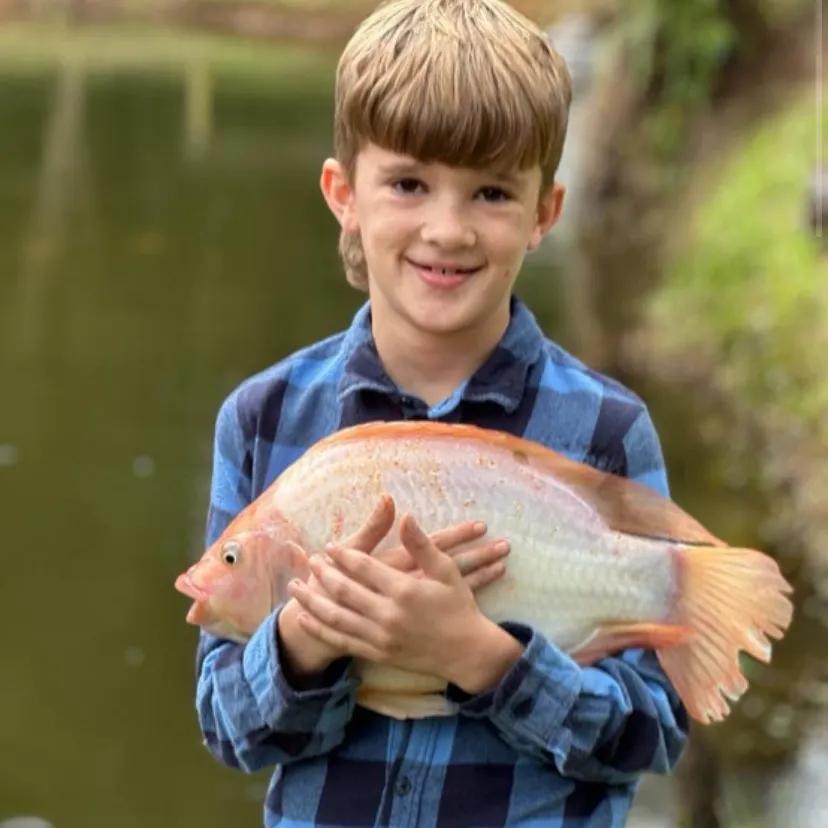 The most recent Red tilapia catches on Fishbrain