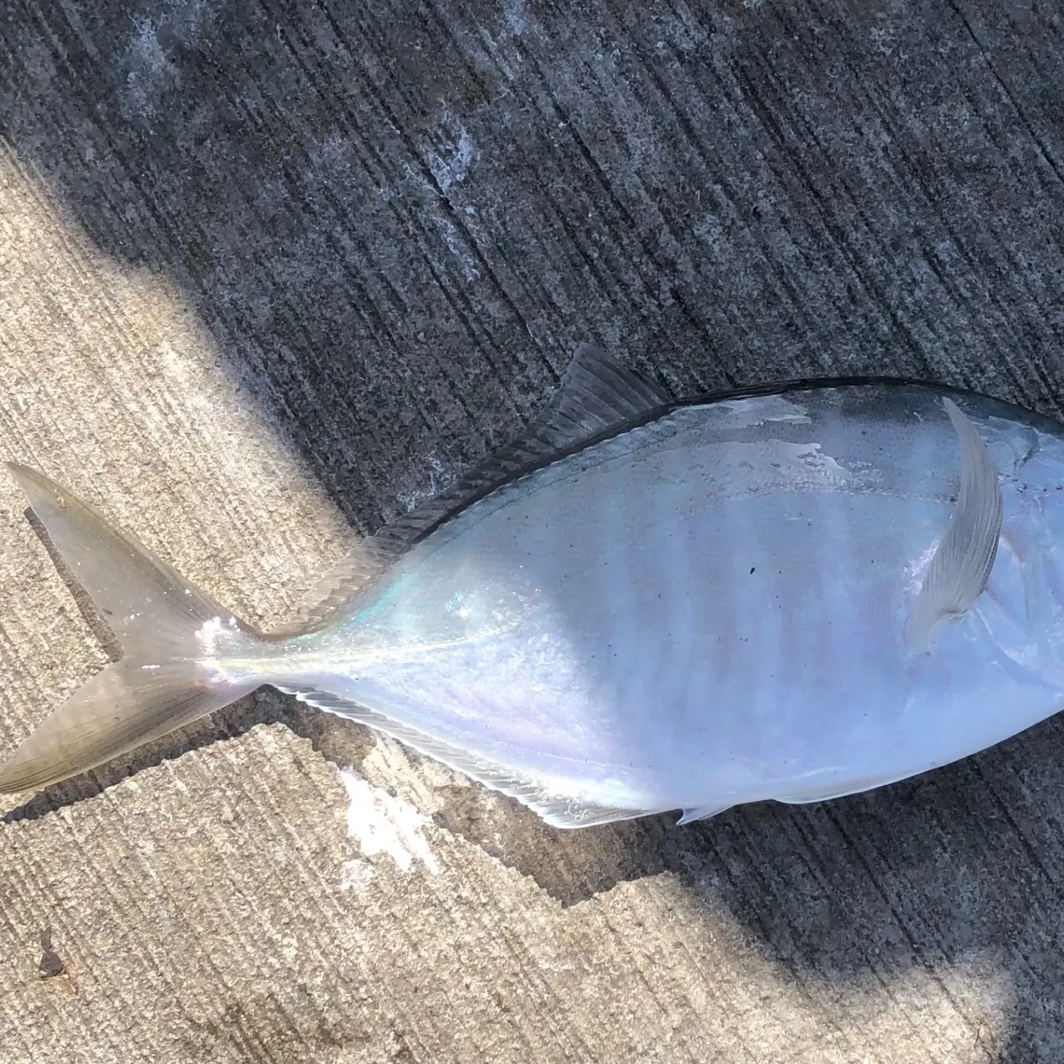 Silver trevally caught on Fishbrain