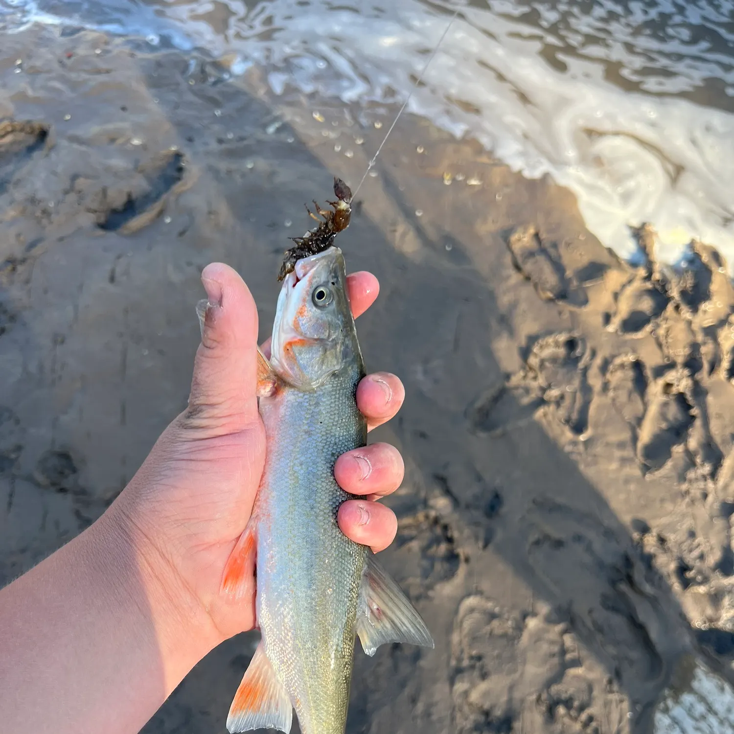 The most recent Roundtail chub catches on Fishbrain