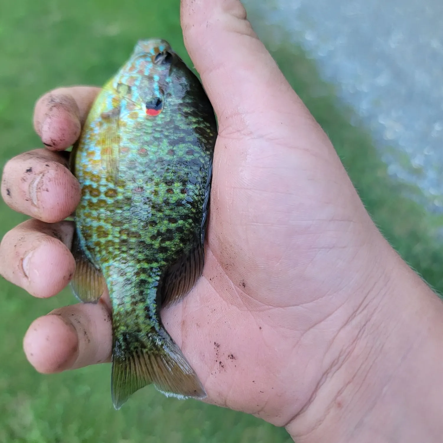 Pumpkinseed caught on Fishbrain