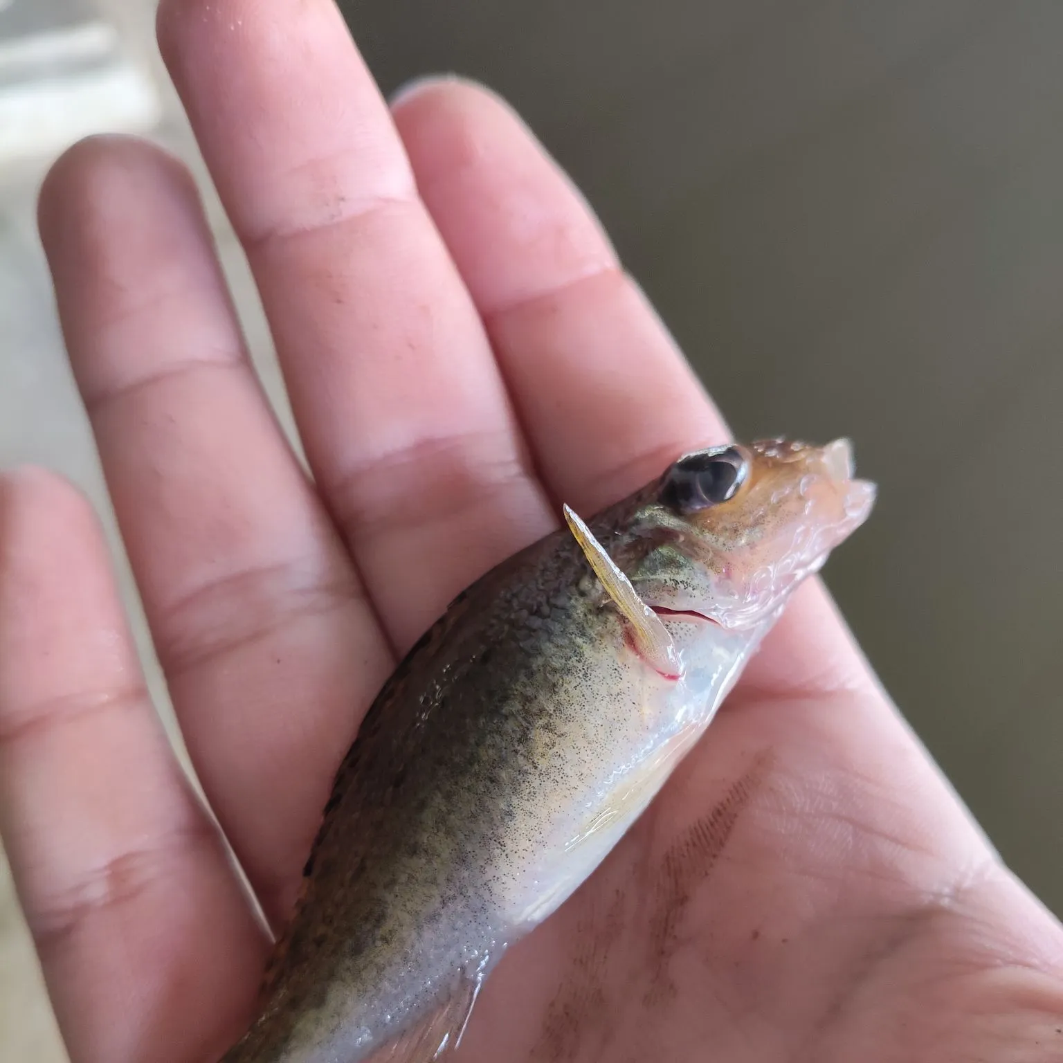 The most recent Eurasian ruffe catches on Fishbrain