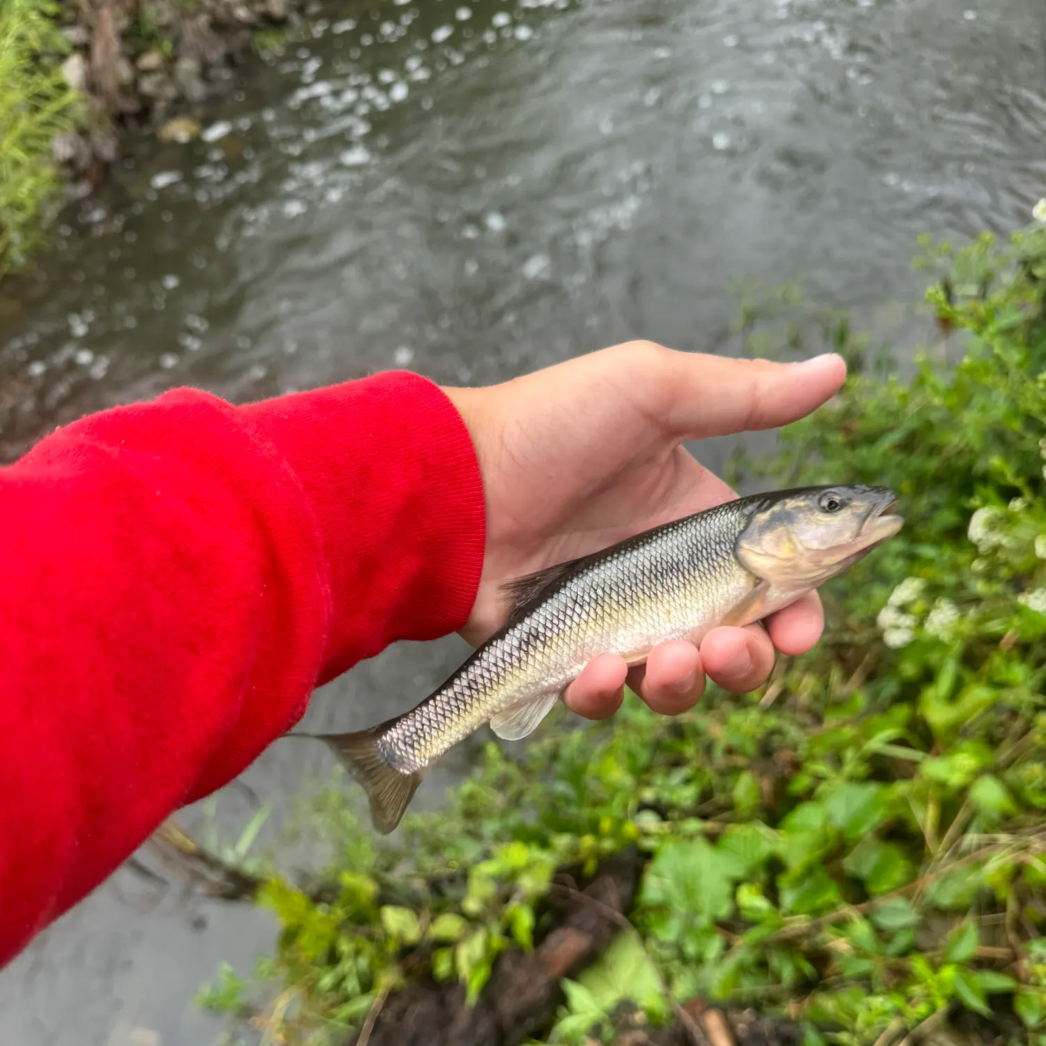 Creek chub caught on Fishbrain