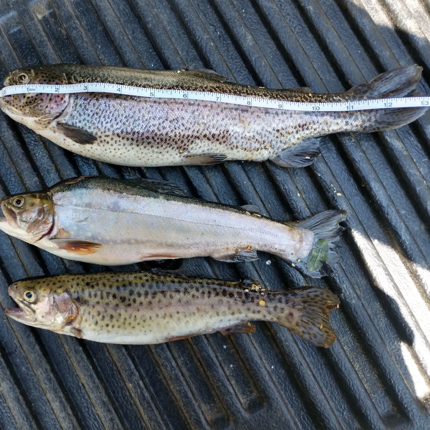 recently logged catches