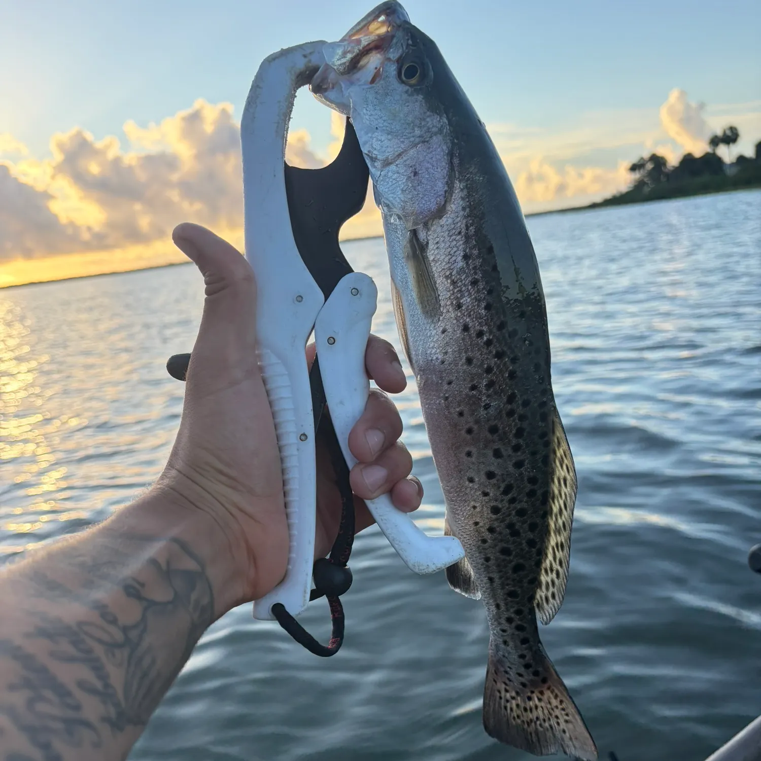 Spotted seatrout caught on Fishbrain