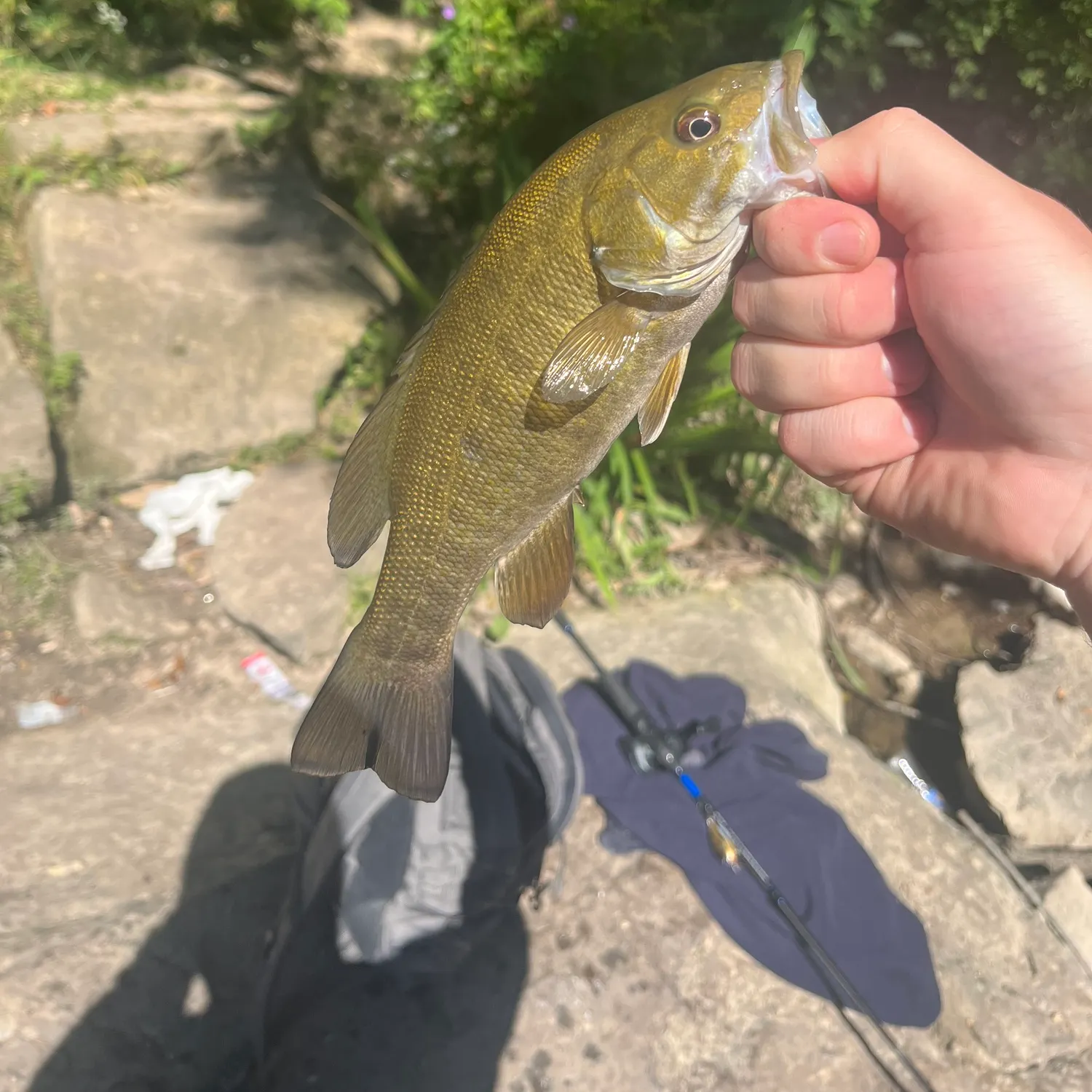 Smallmouth bass caught on Fishbrain