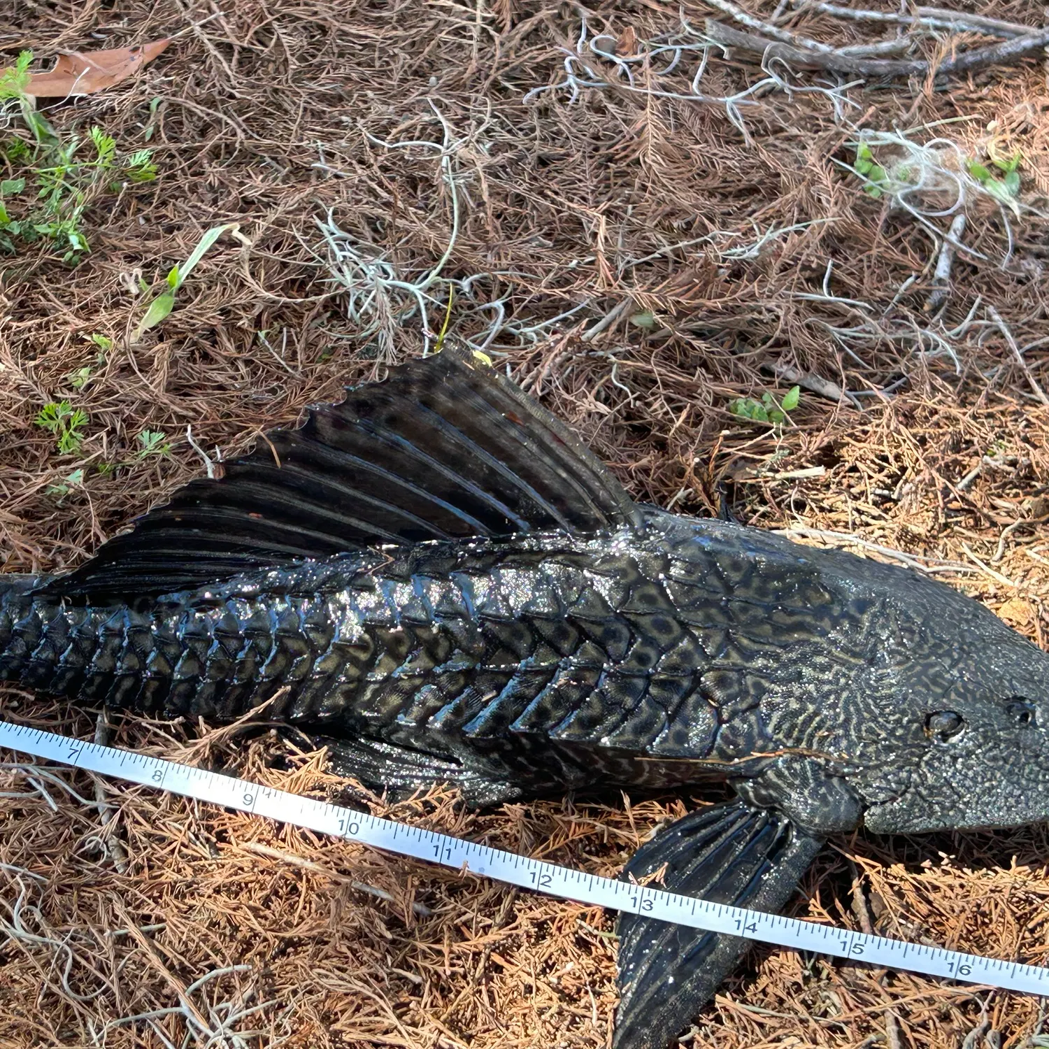 The most recent Suckermouth catfish catches on Fishbrain