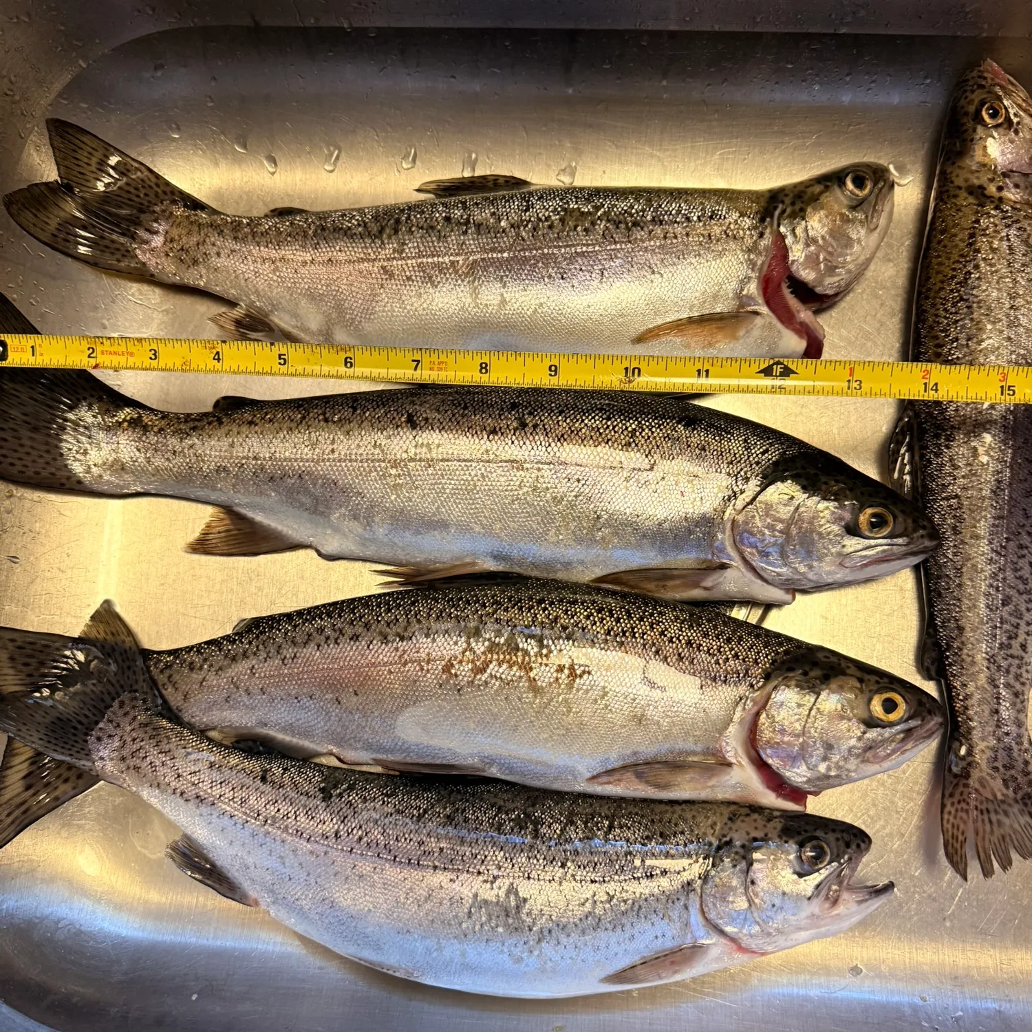 recently logged catches