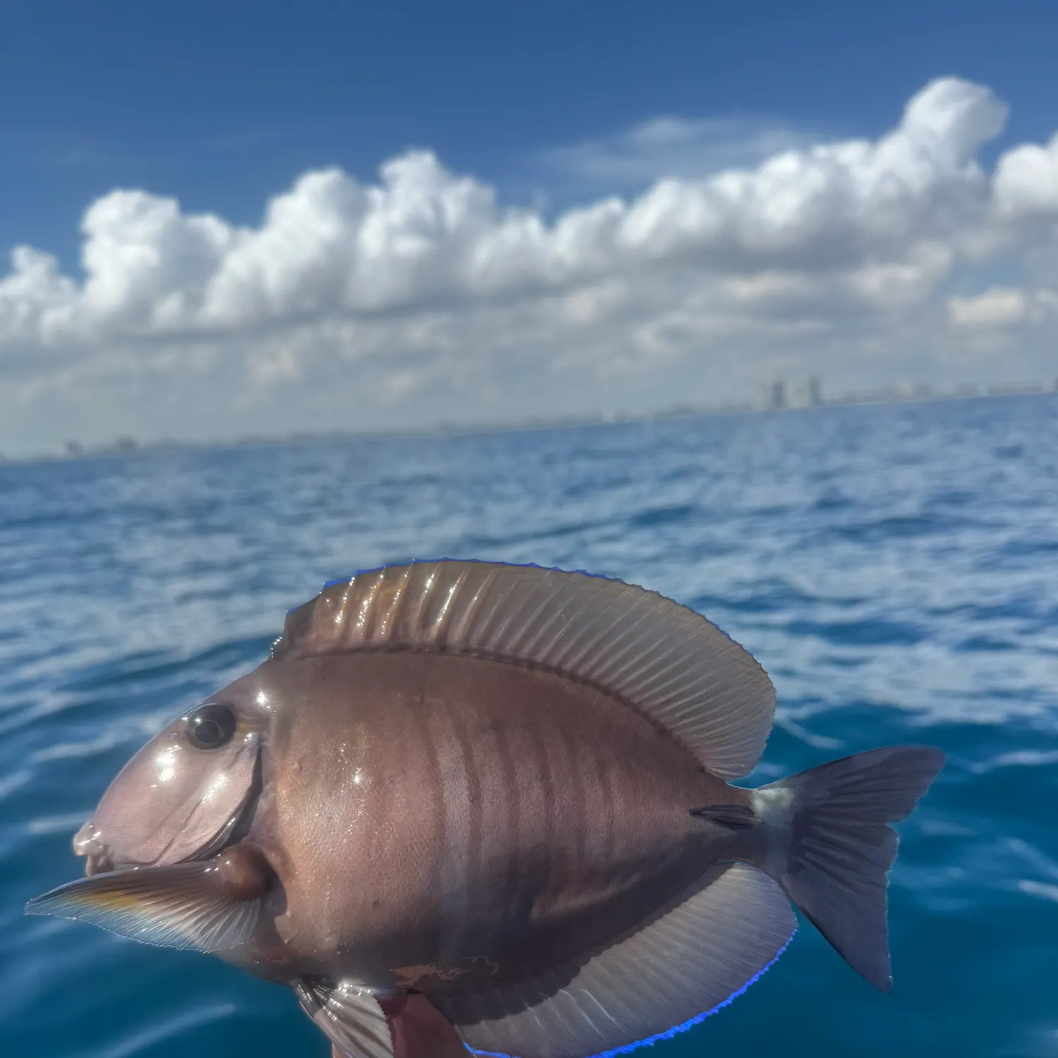 The most recent Doctorfish catches on Fishbrain