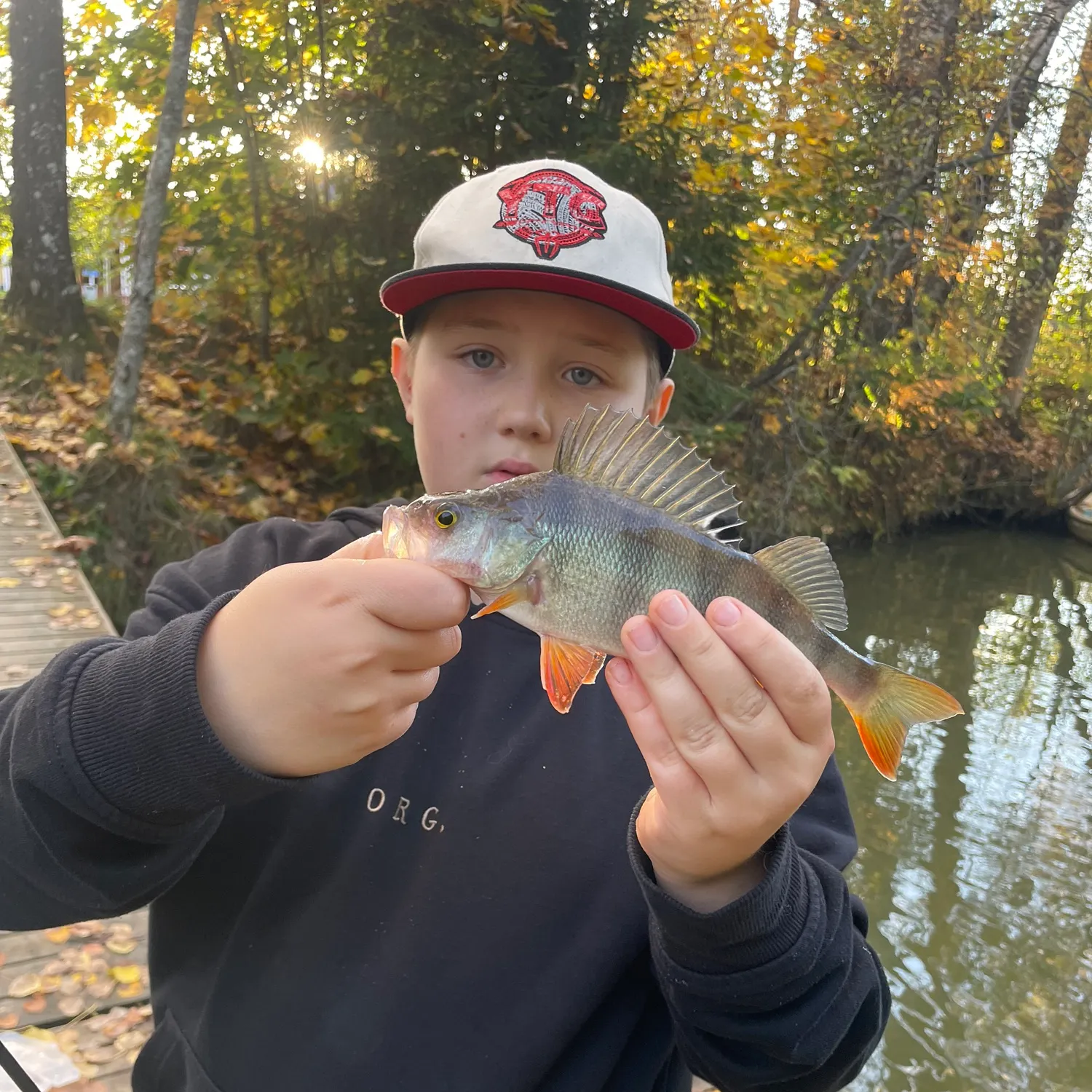 European perch caught on Fishbrain