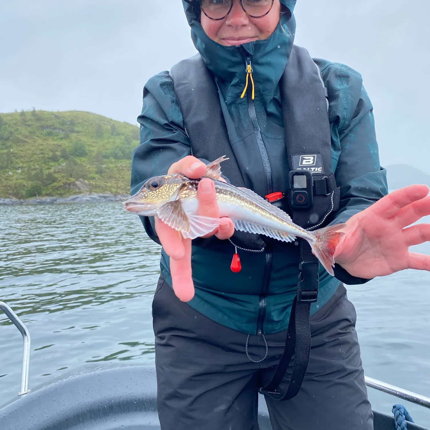 The most recent Grey gurnard catches on Fishbrain