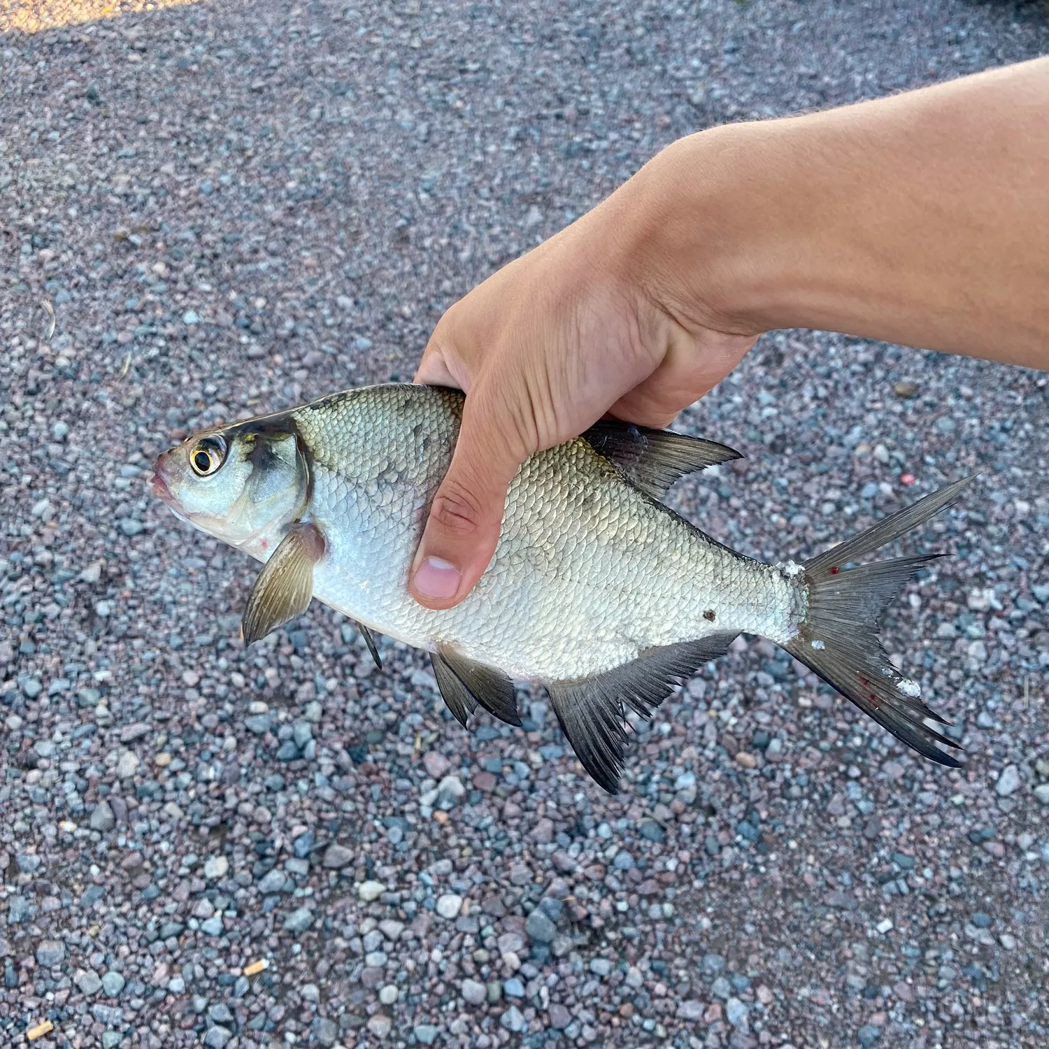 angler catch
