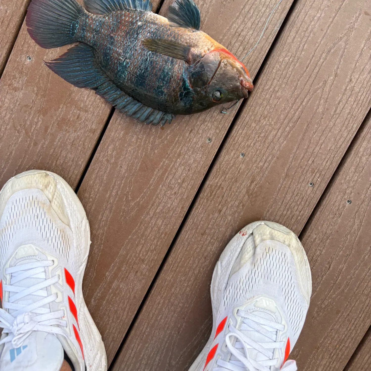 The most recent Mayan cichlid catches on Fishbrain
