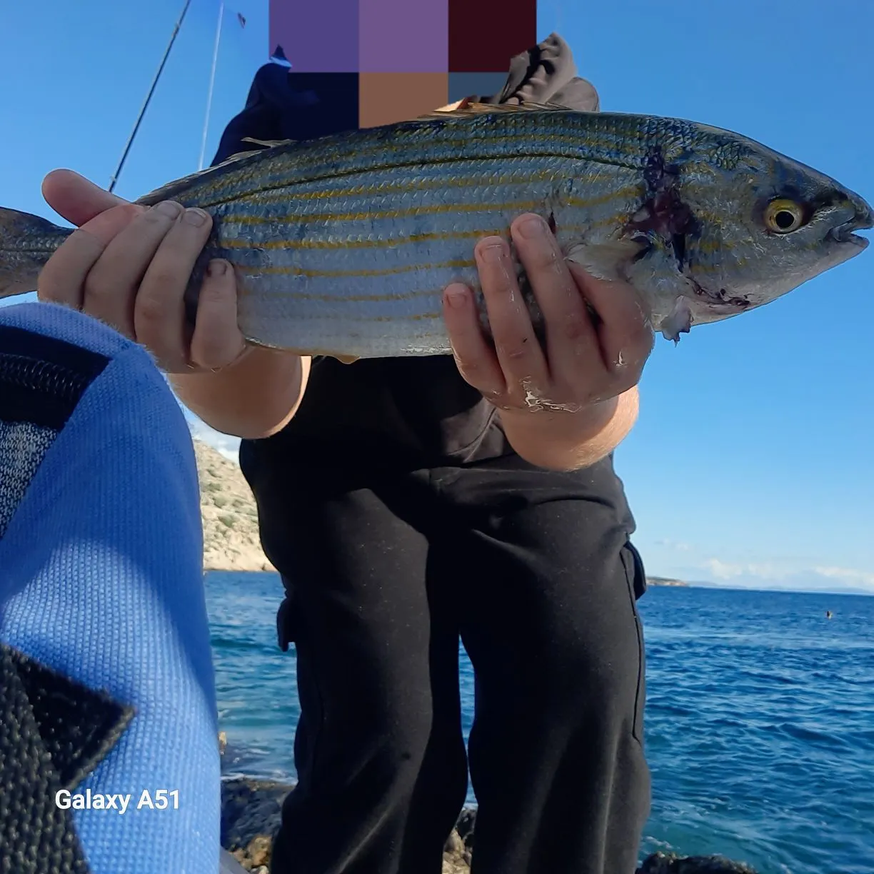 The most recent Salema porgy catches on Fishbrain
