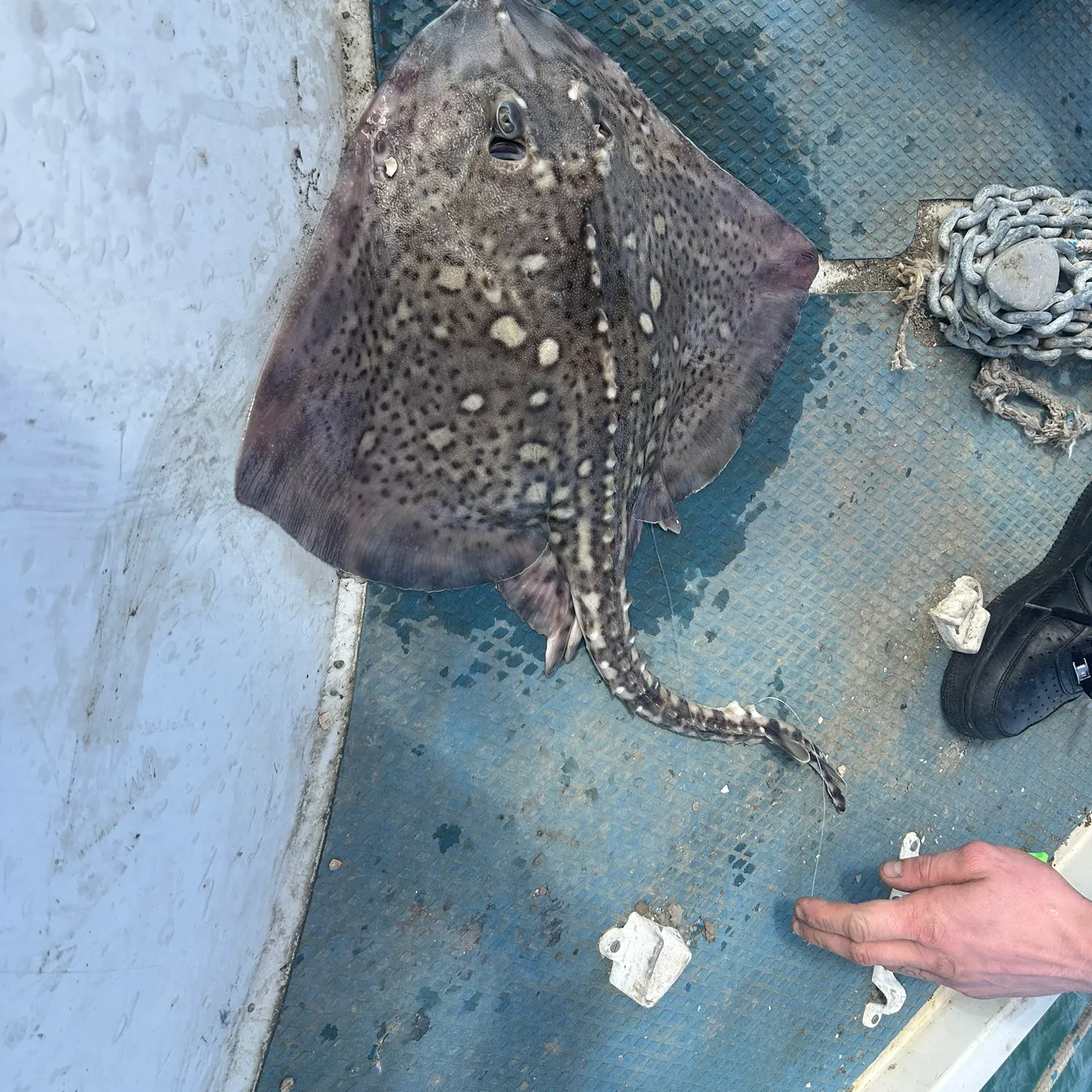 The most recent Thornback ray catches on Fishbrain