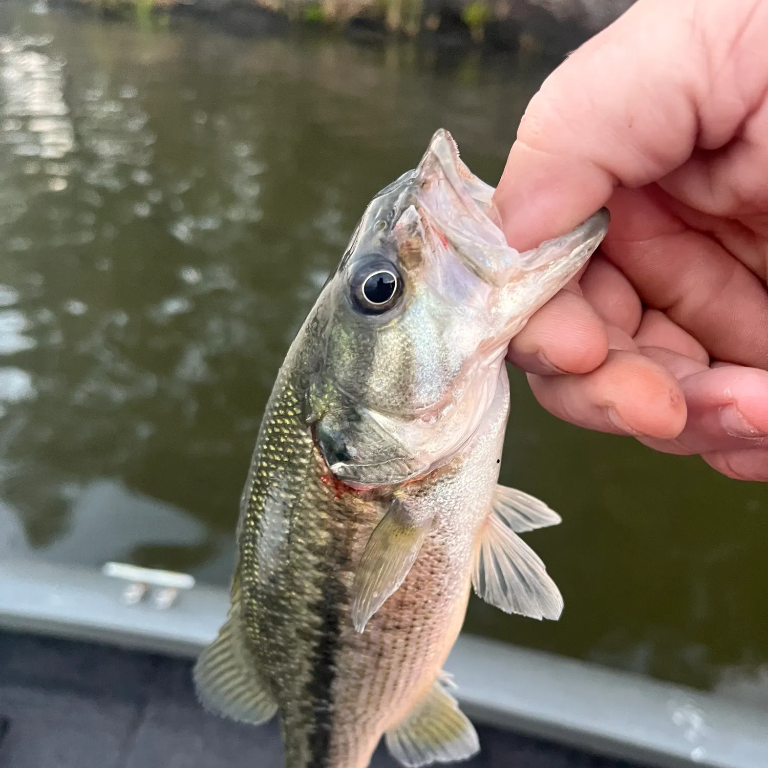 Spotted bass caught on Fishbrain
