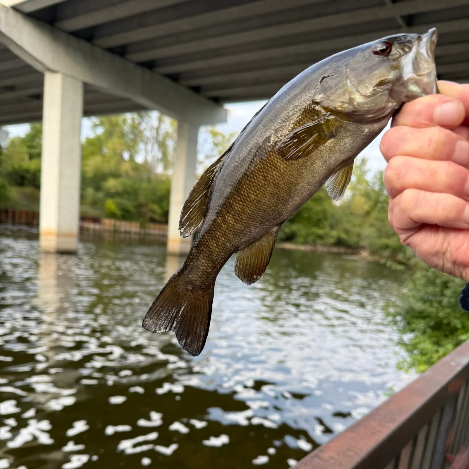 Smallmouth bass caught on Fishbrain