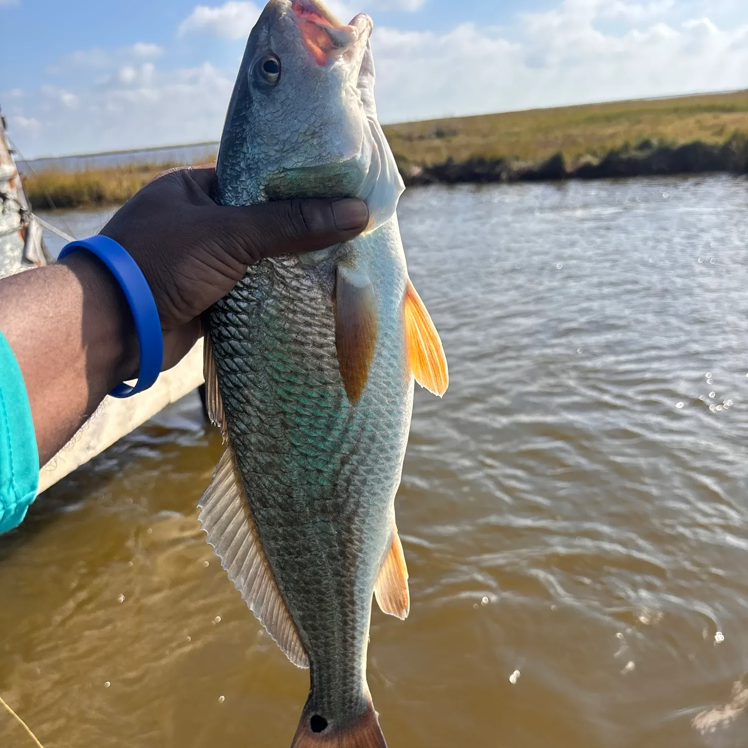 Red drum caught on Fishbrain