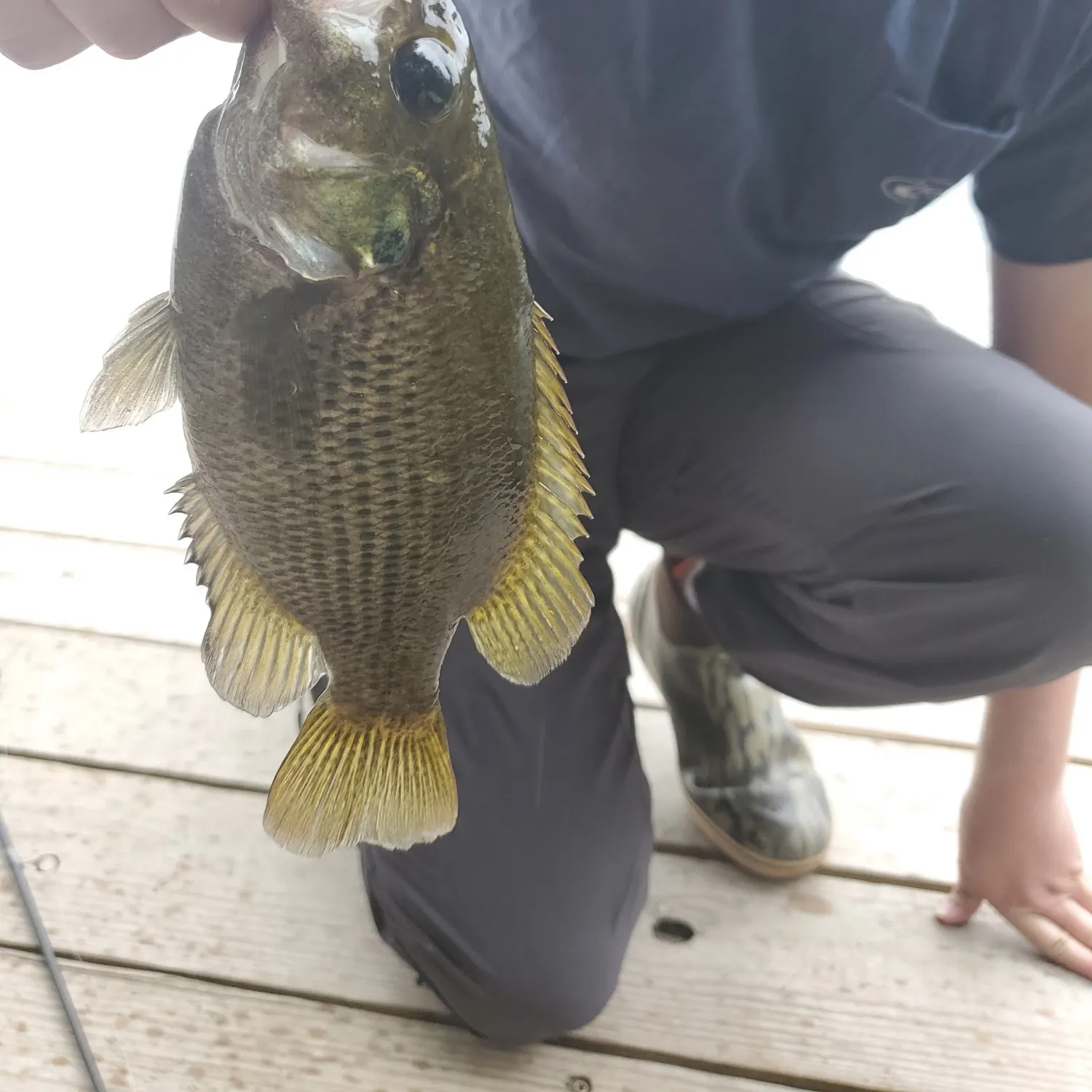 Rock bass caught on Fishbrain