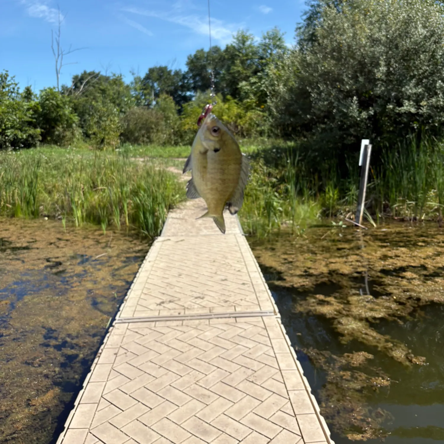 Bluegill caught on Fishbrain