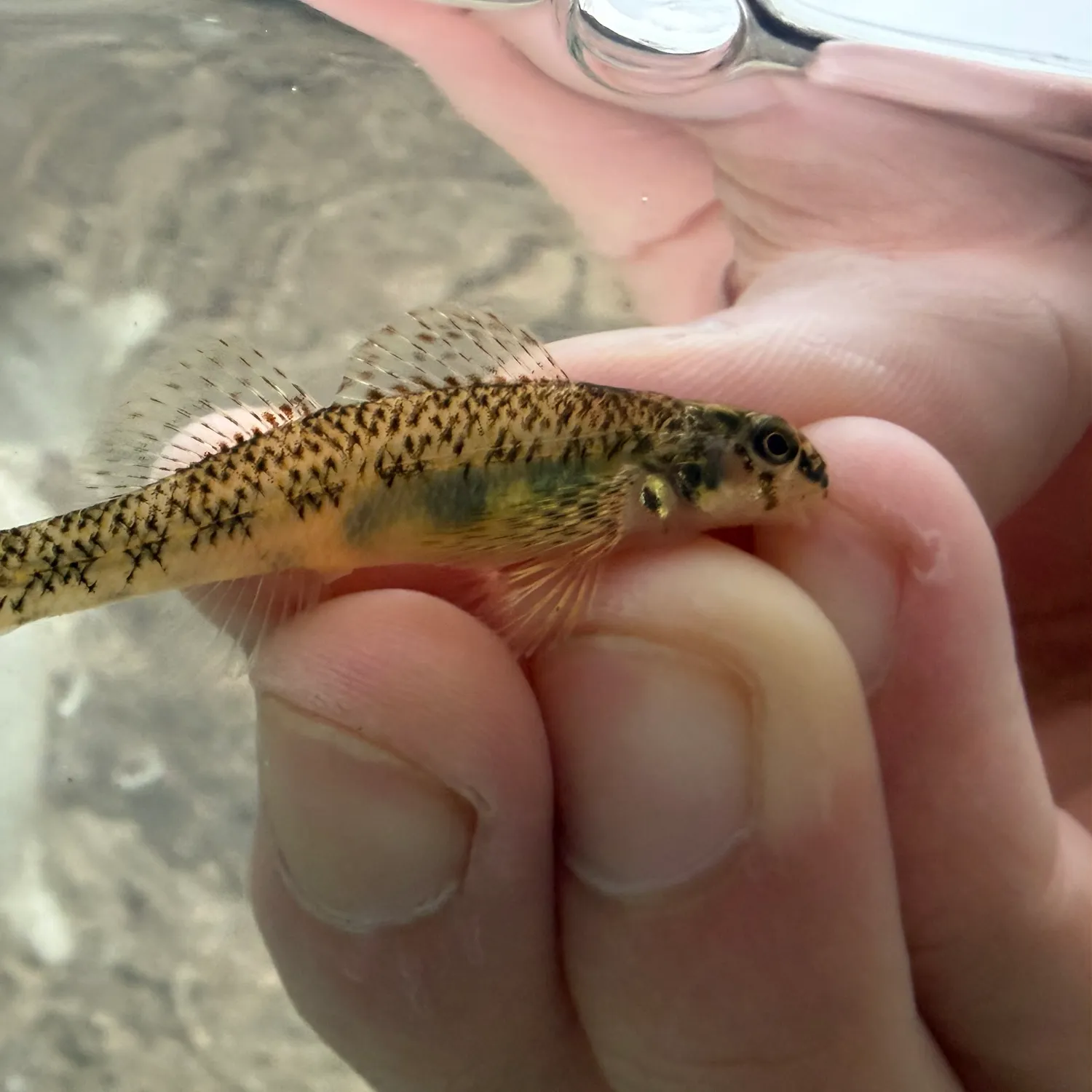 The most recent Riverweed darter catches on Fishbrain