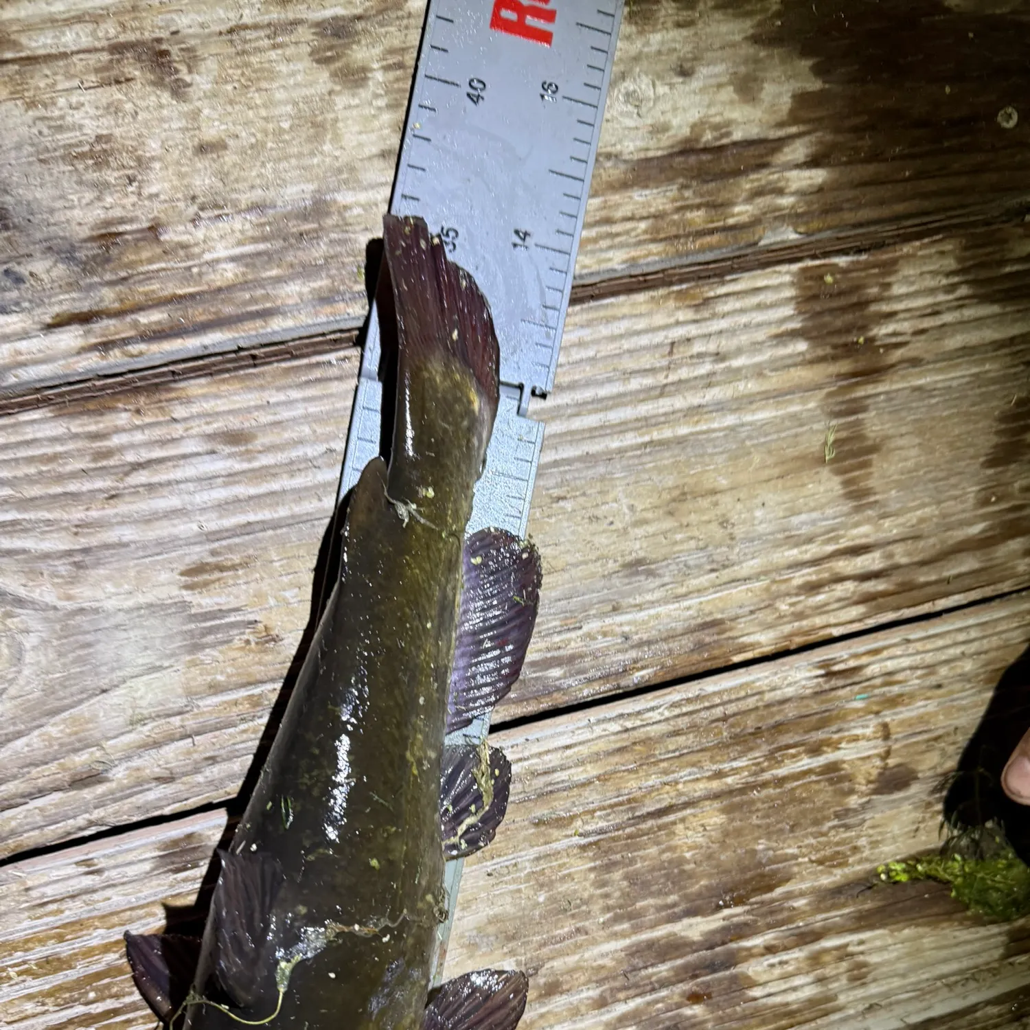 Black bullhead caught on Fishbrain
