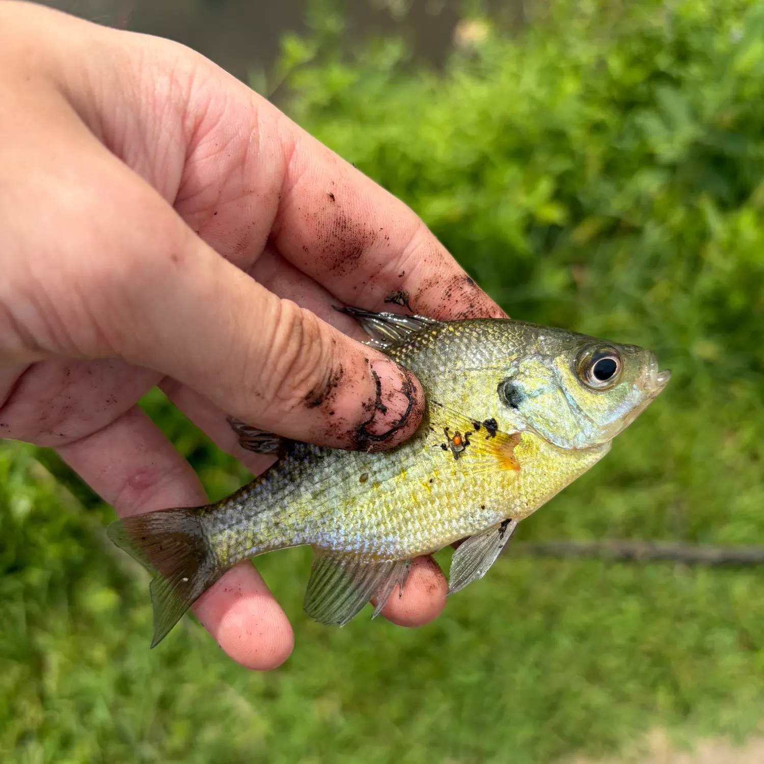 Bluegill caught on Fishbrain