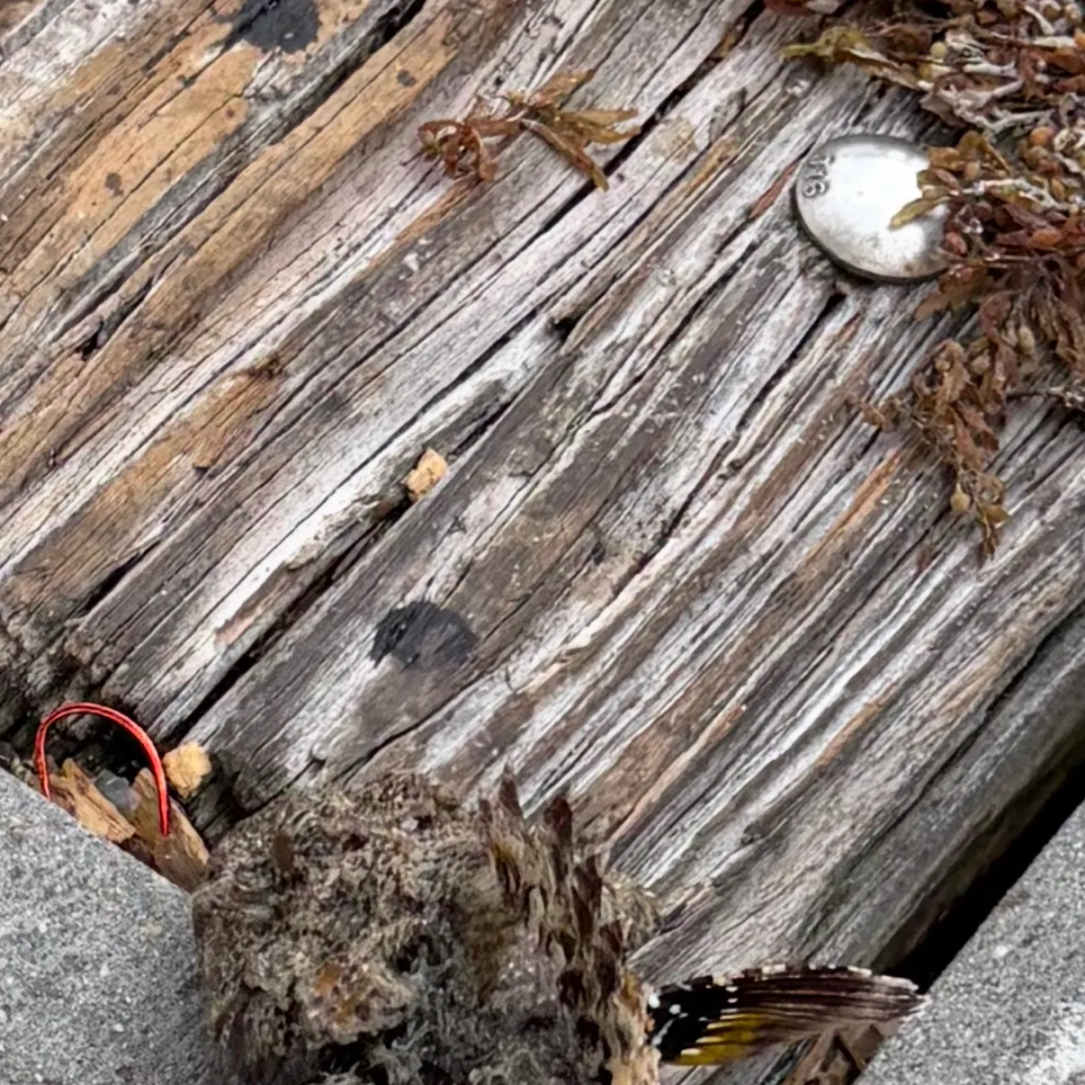 The most recent Spotted scorpionfish catches on Fishbrain