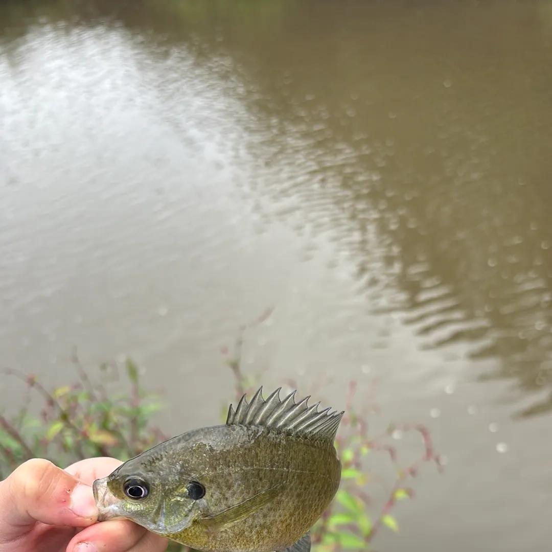 Bluegill caught on Fishbrain