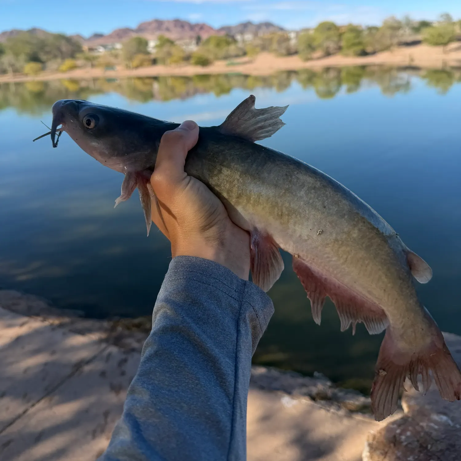 Channel catfish caught on Fishbrain