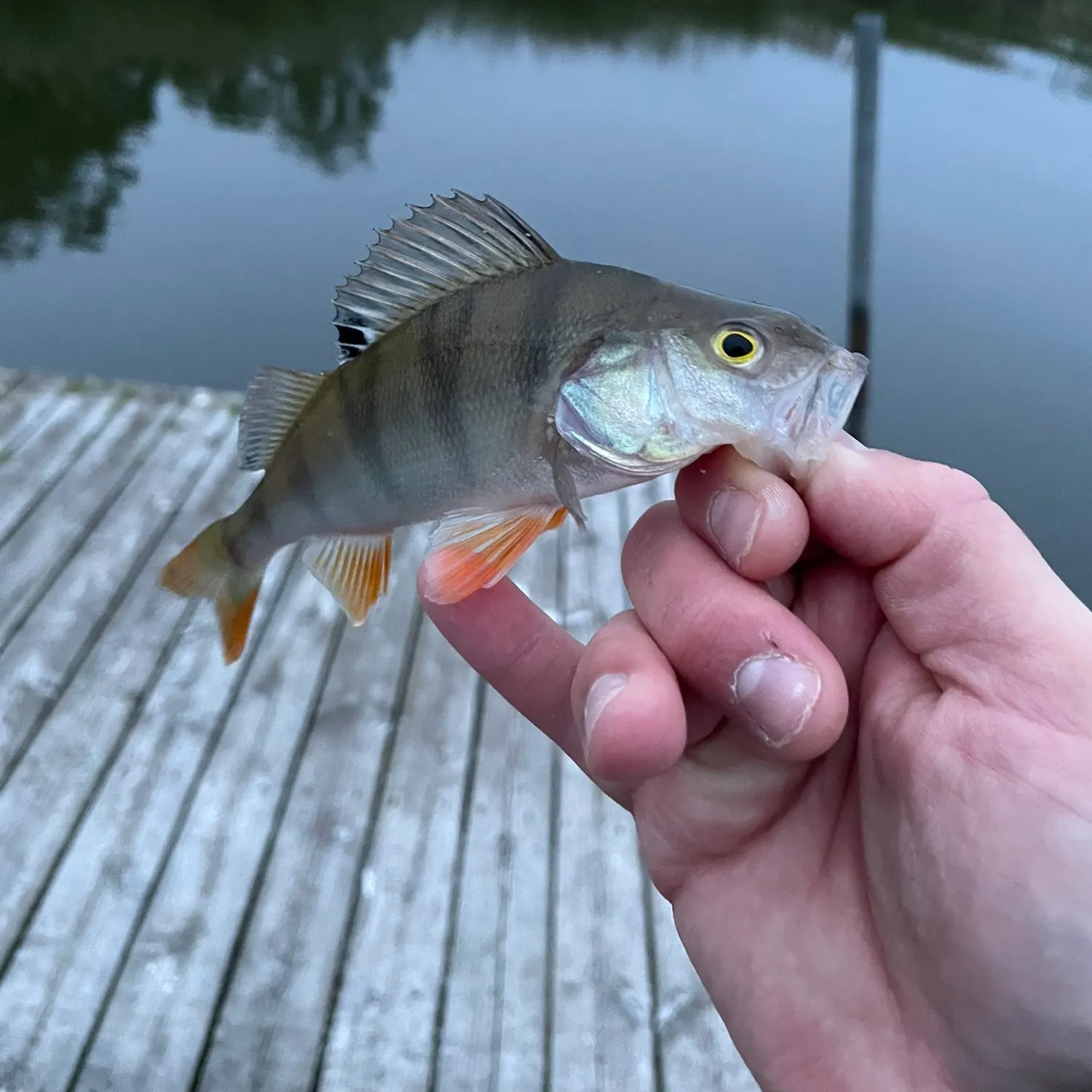 European perch caught on Fishbrain