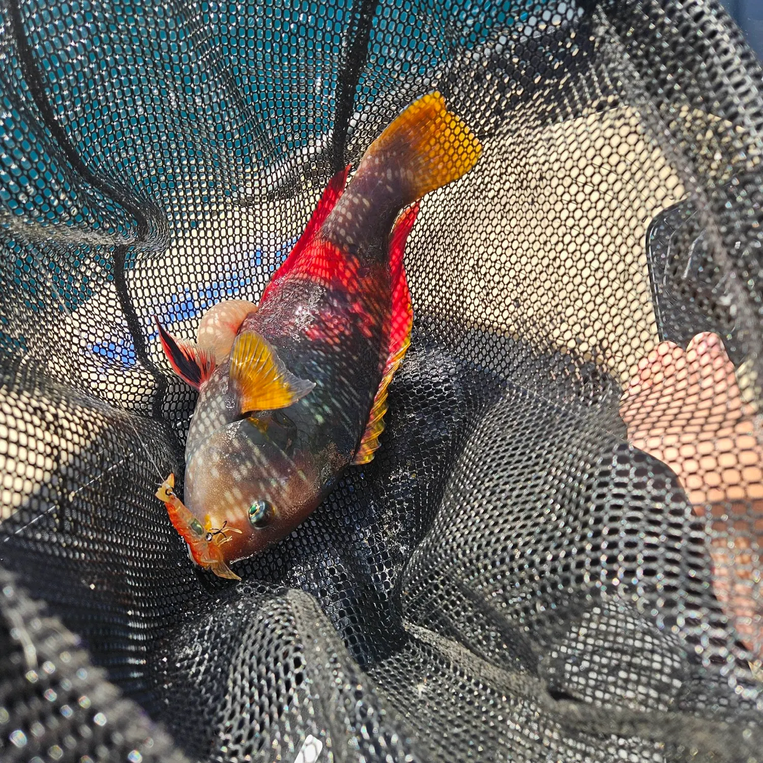 The most recent Surge wrasse catches on Fishbrain