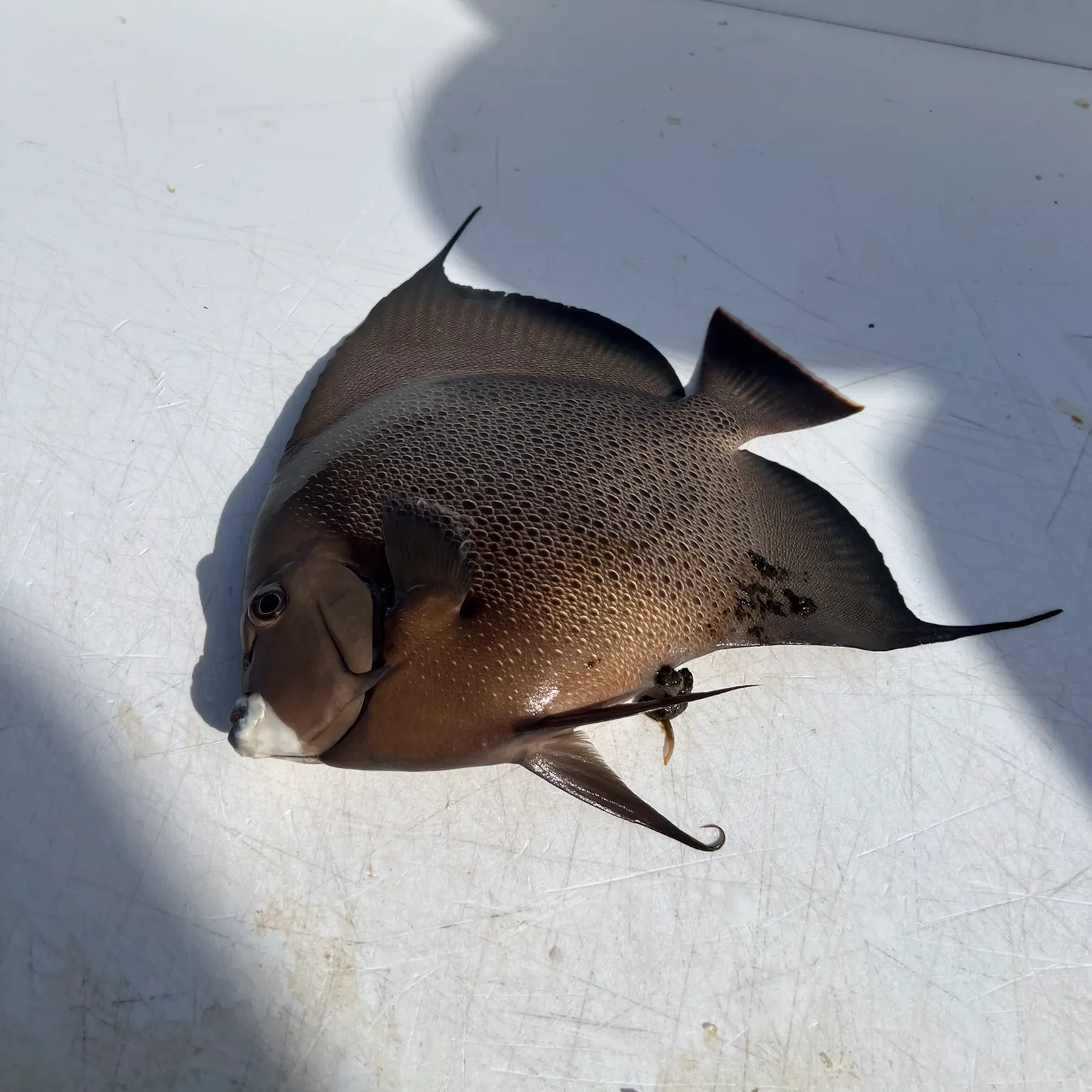 The most recent Gray angelfish catches on Fishbrain
