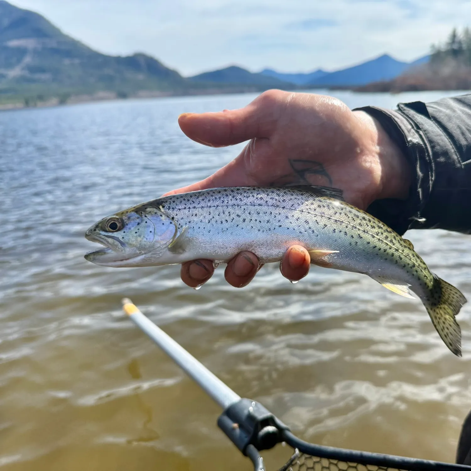 The most recent Coastal cutthroat trout catches on Fishbrain