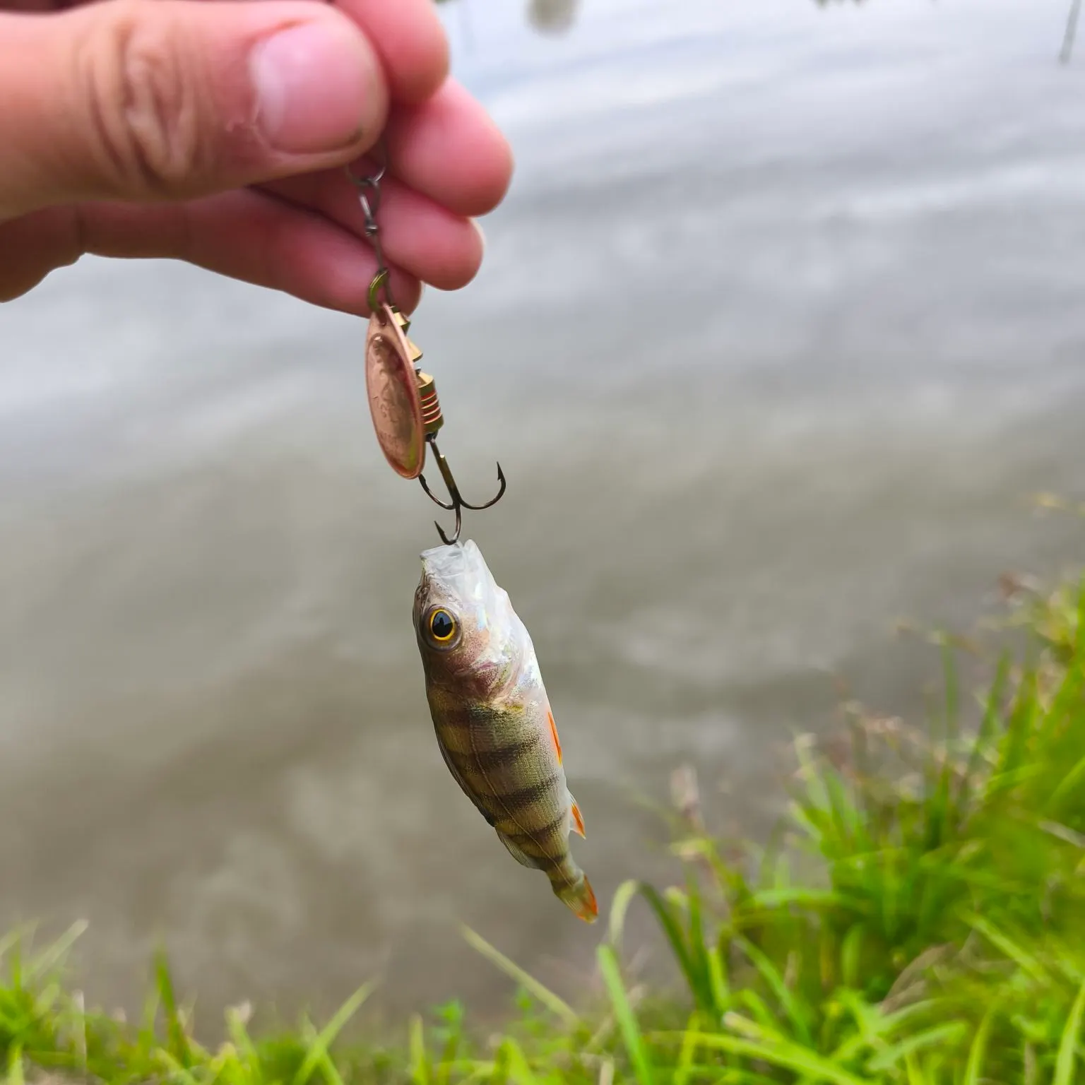 European perch caught on Fishbrain