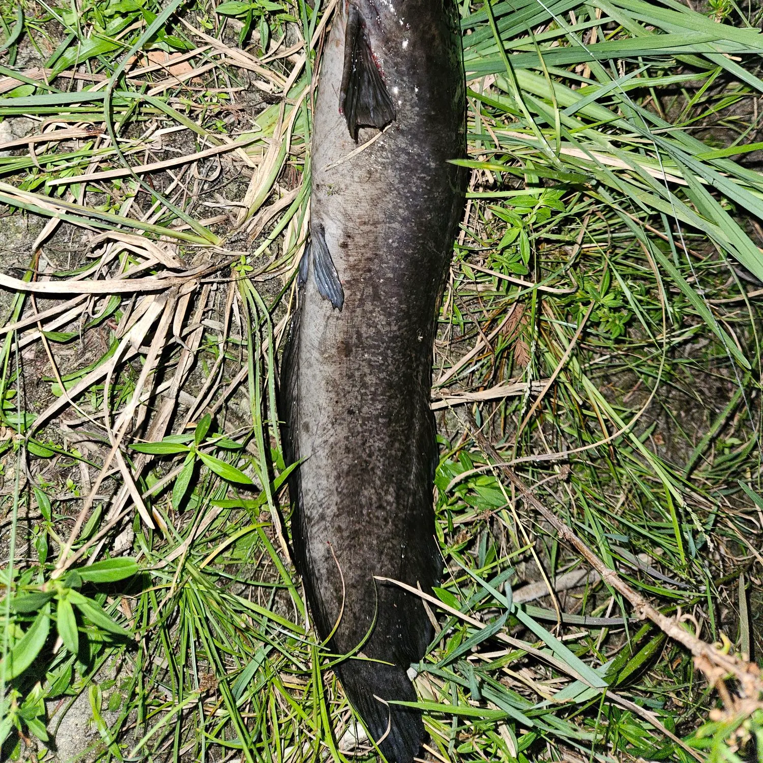 The most recent Walking catfish catches on Fishbrain