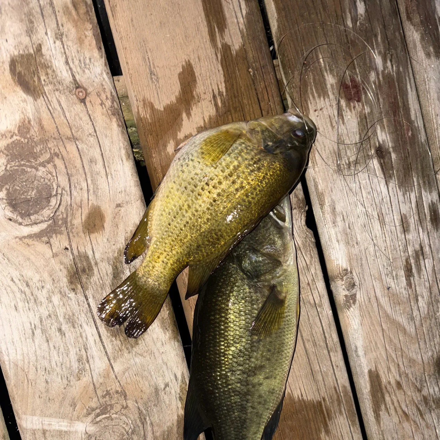 Rock bass caught on Fishbrain