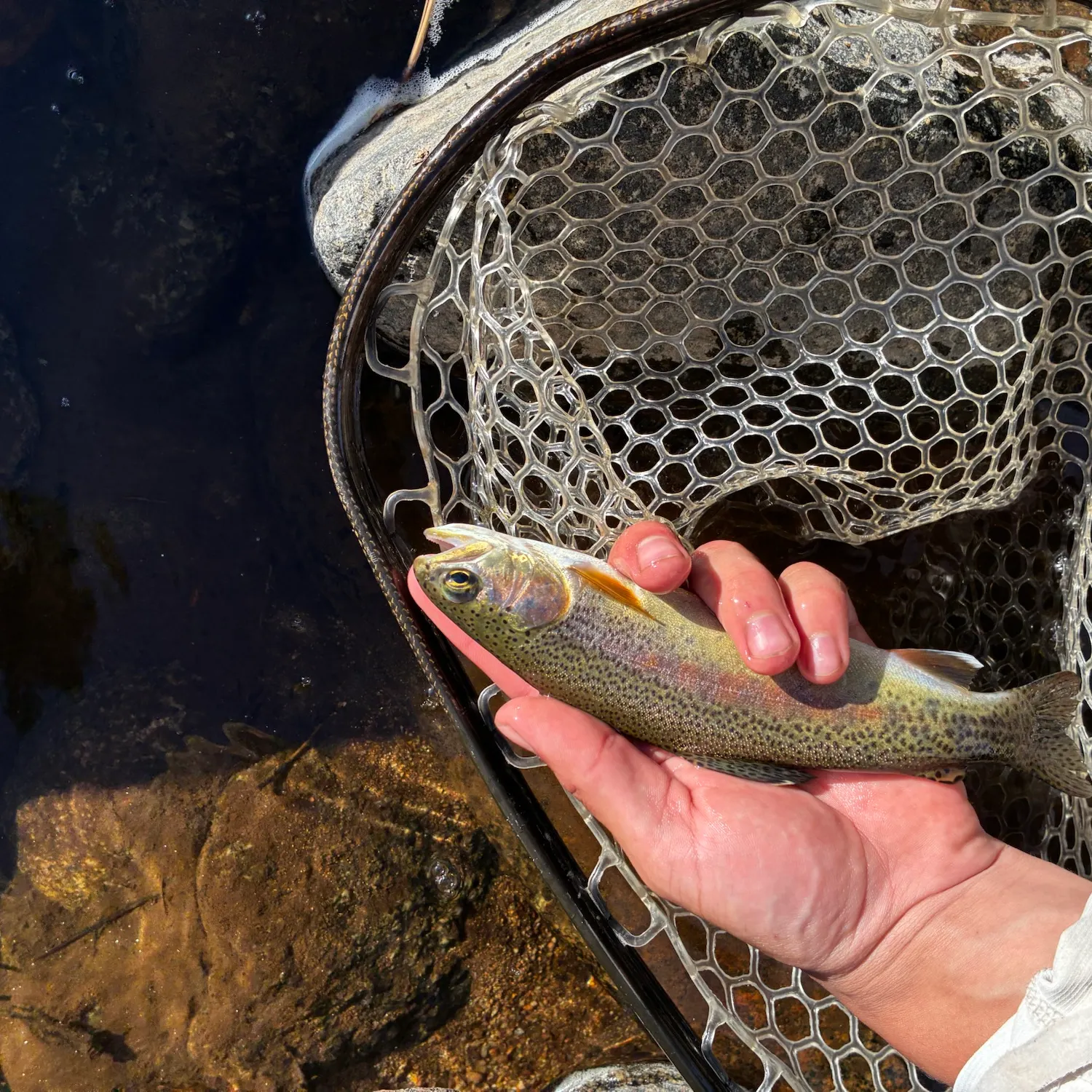 The most recent Golden trout catches on Fishbrain