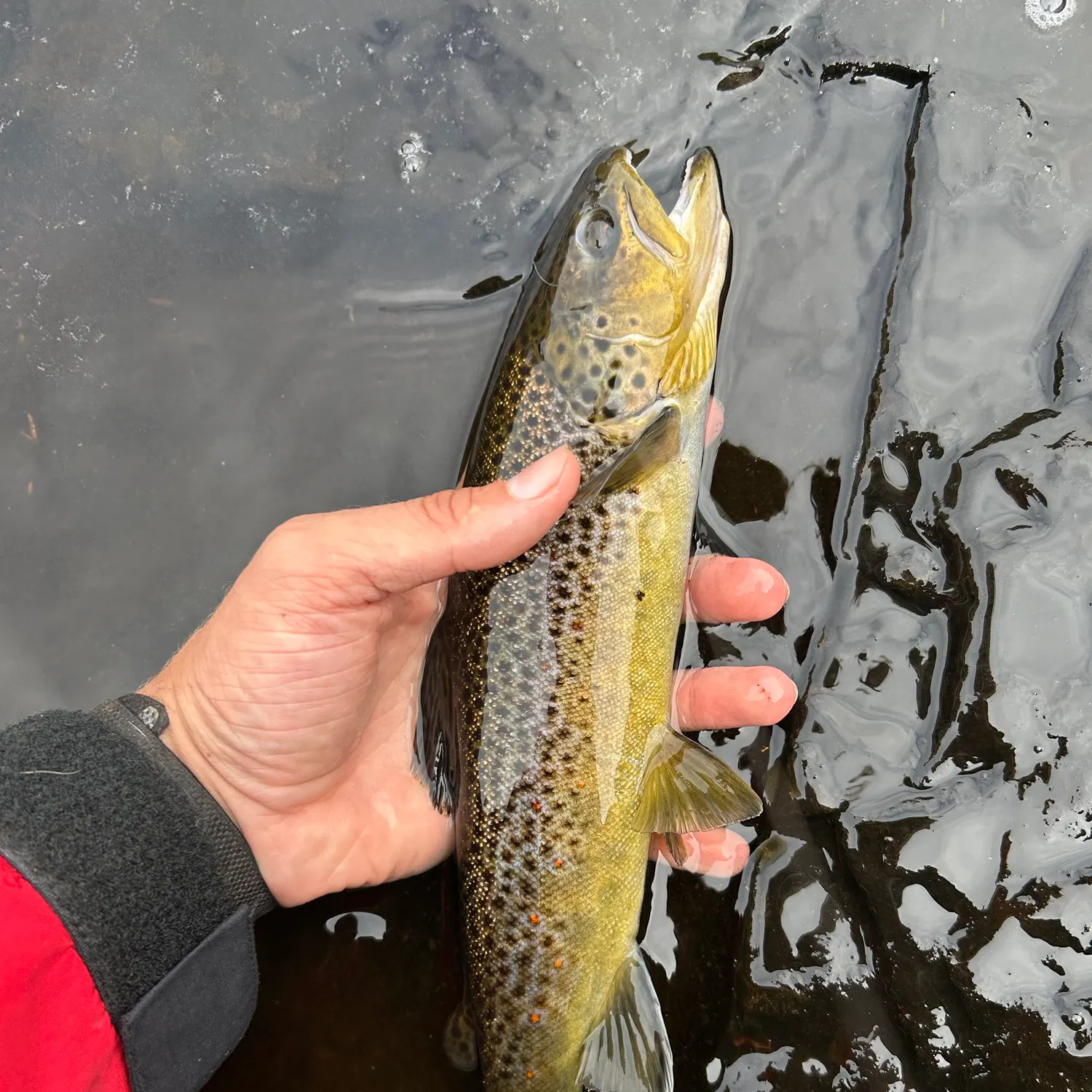 Lake trout caught on Fishbrain