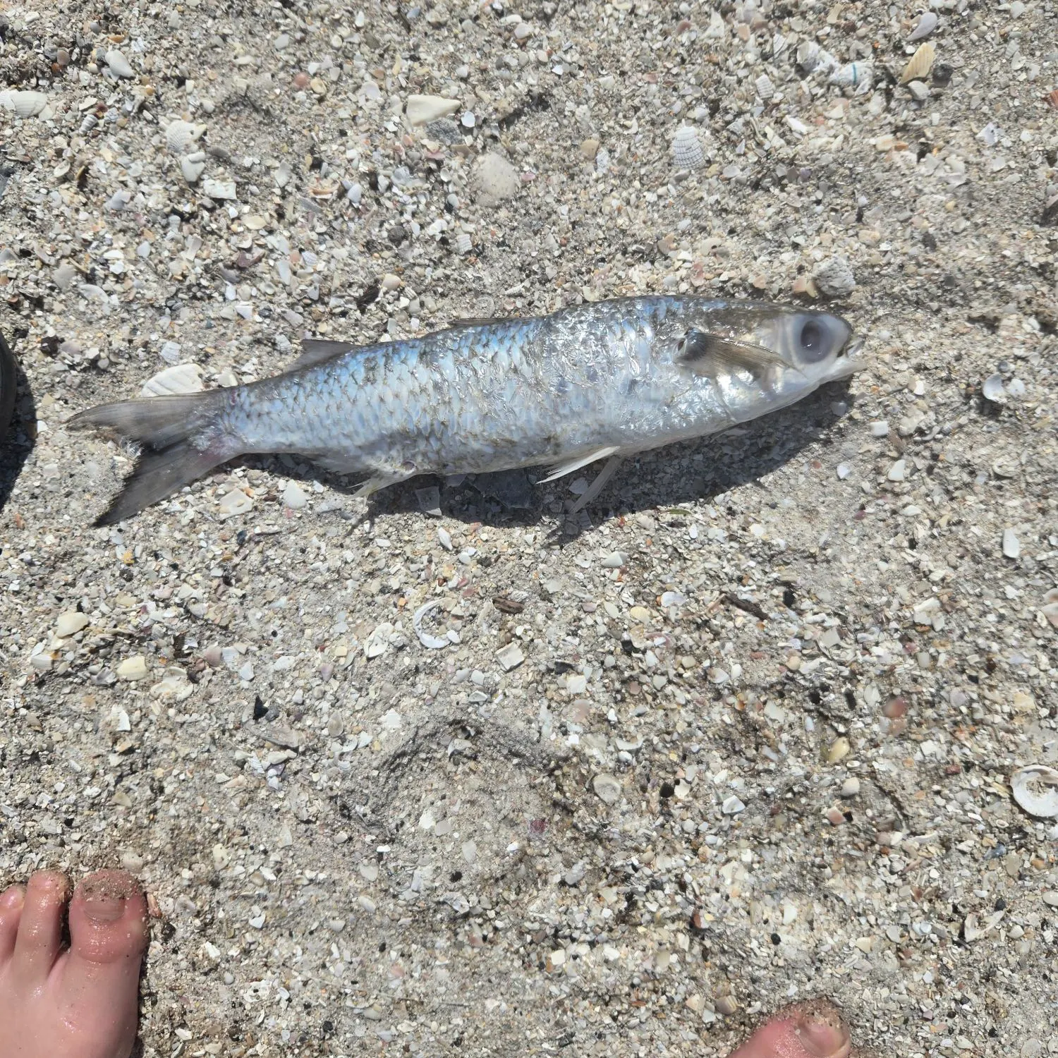 The most recent White mullet catches on Fishbrain