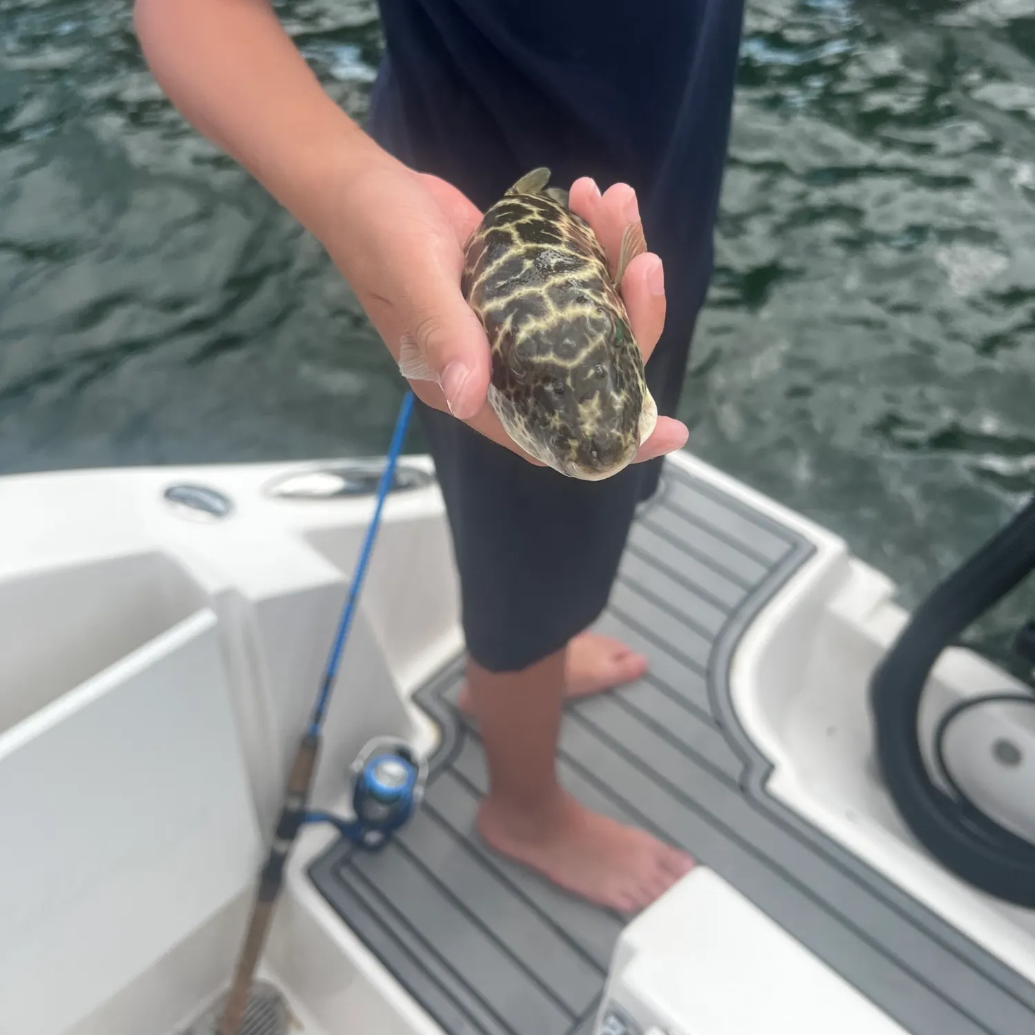 The most recent Evileye pufferfish catches on Fishbrain