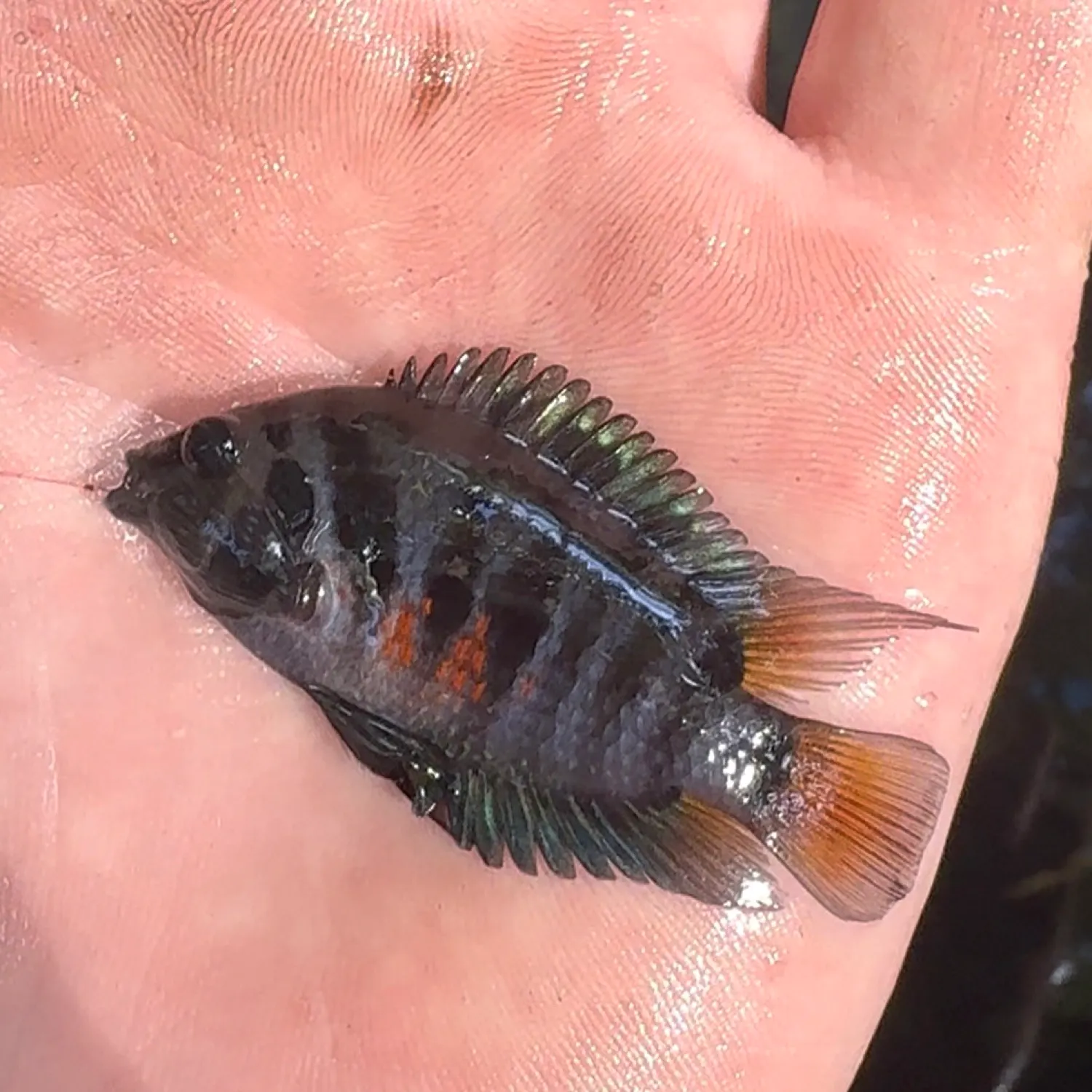 The most recent Convict cichlid catches on Fishbrain