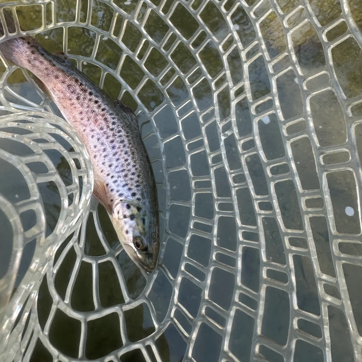 Brown trout caught on Fishbrain