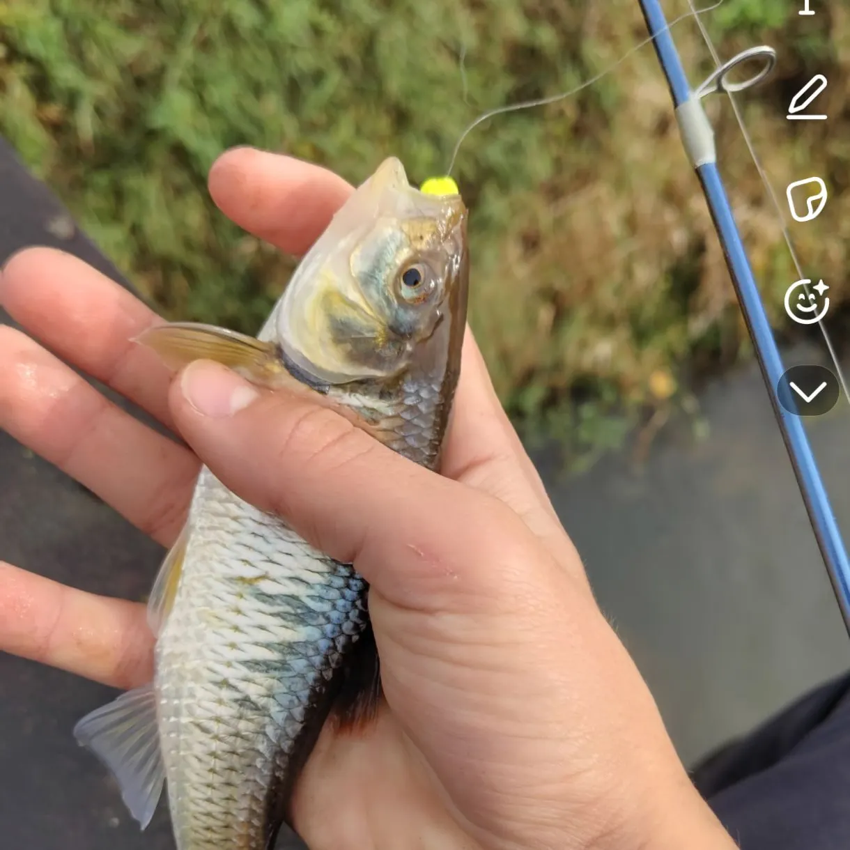 The most recent Striped shiner catches on Fishbrain