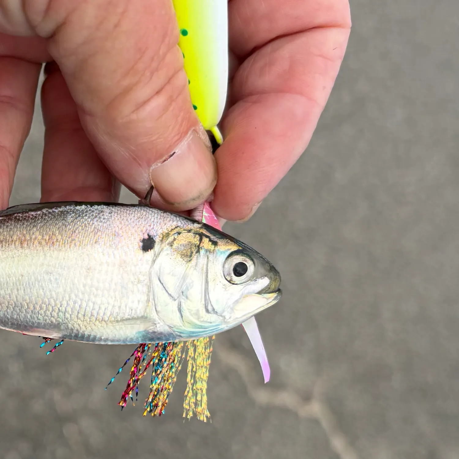 The most recent Gulf menhaden catches on Fishbrain