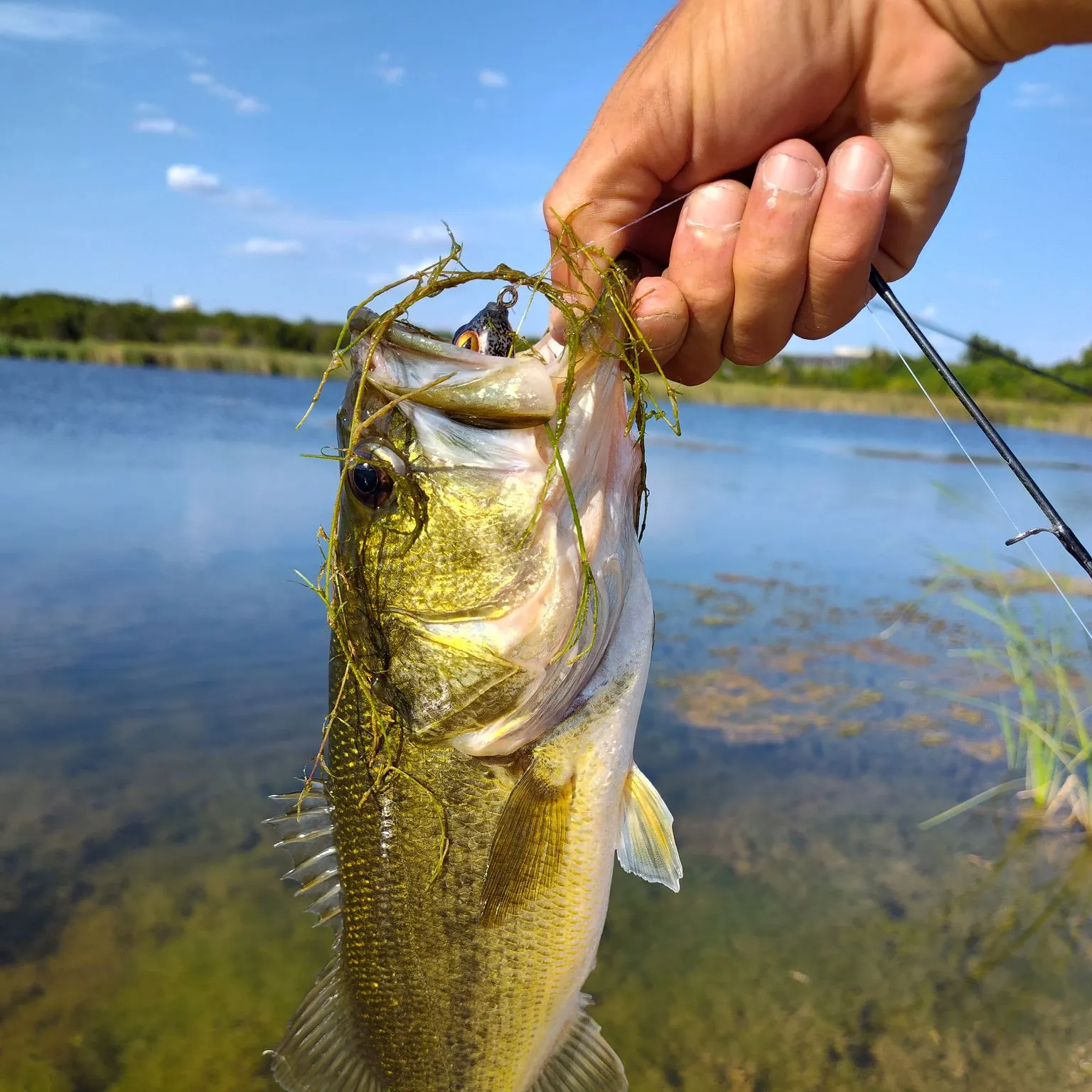 Largemouth bass caught on Fishbrain