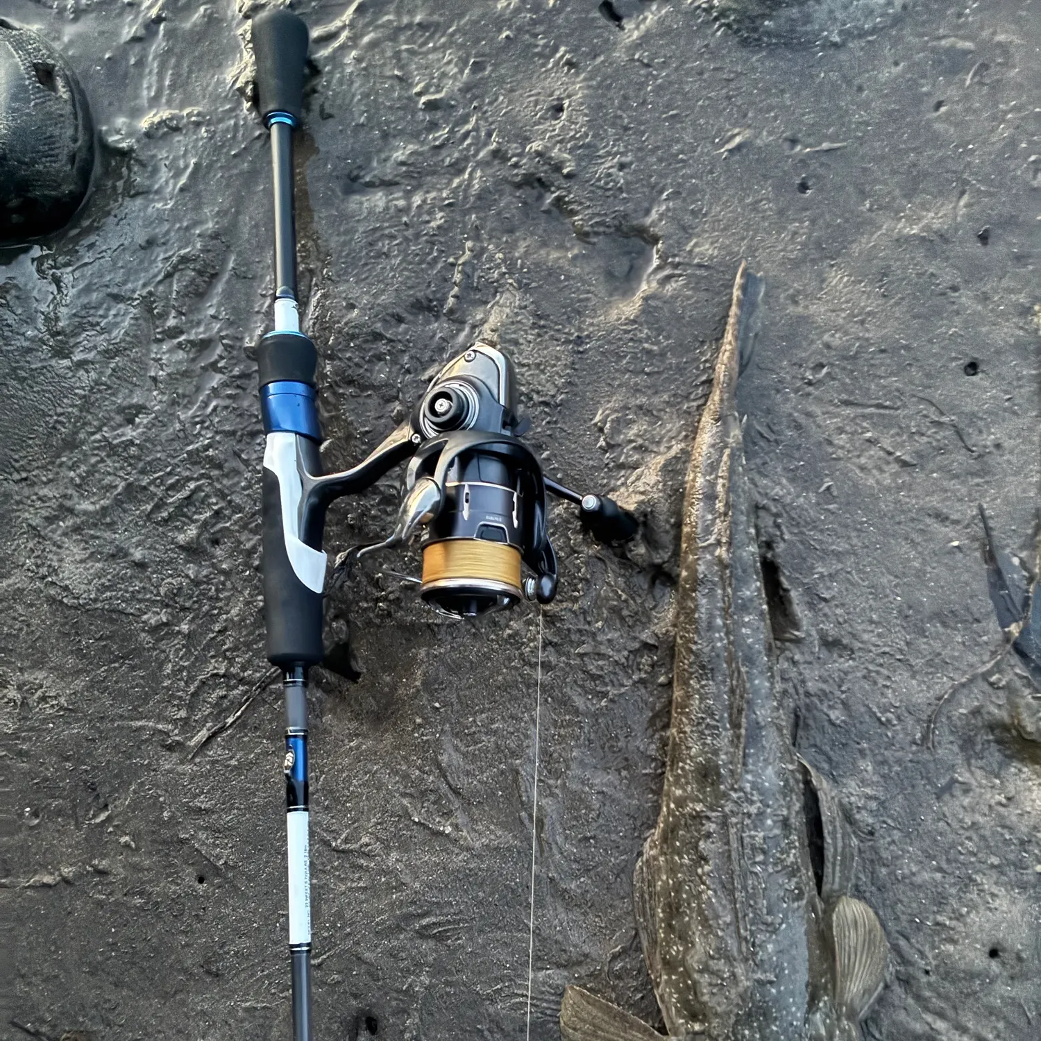 Dusky flathead caught on Fishbrain