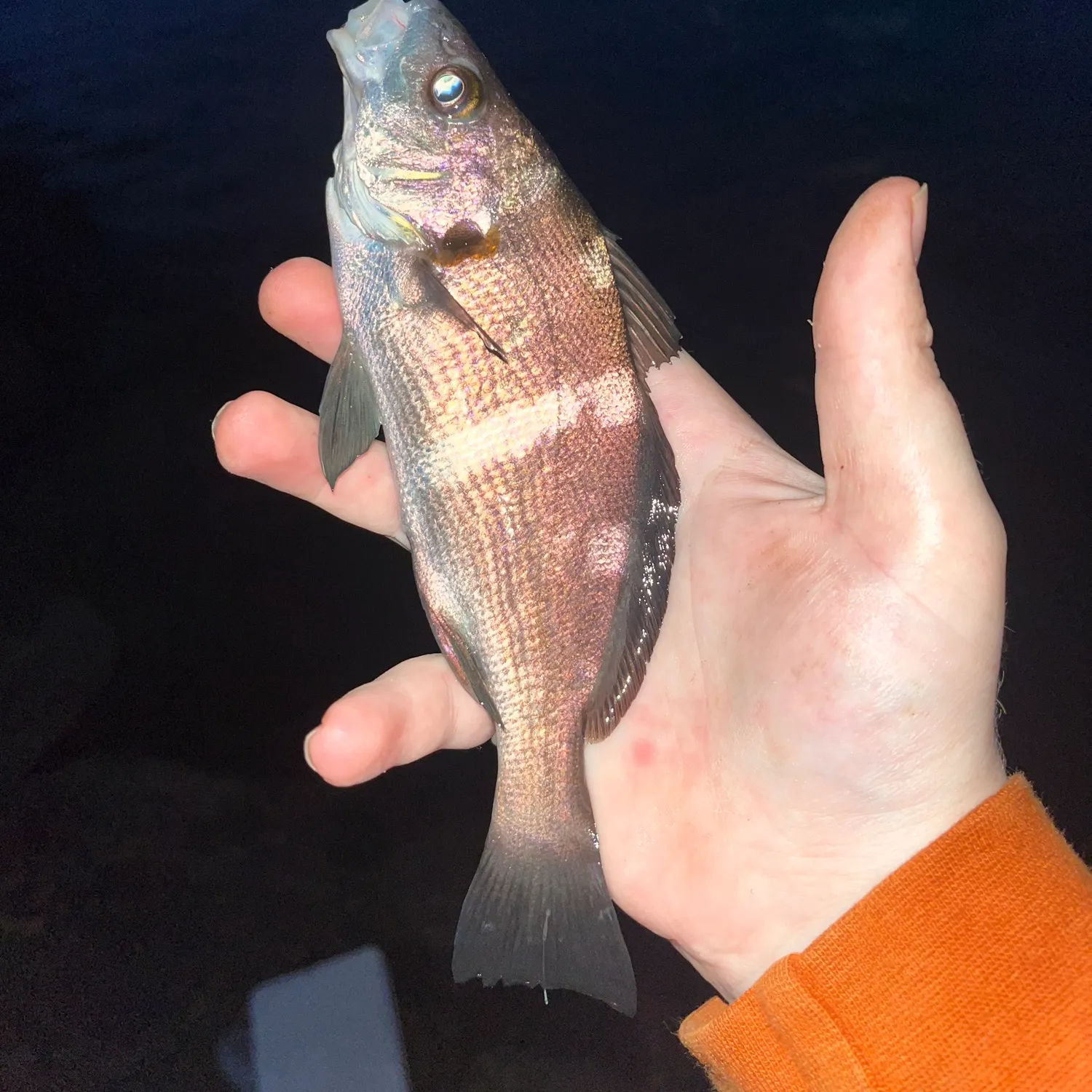 The most recent Black croaker catches on Fishbrain