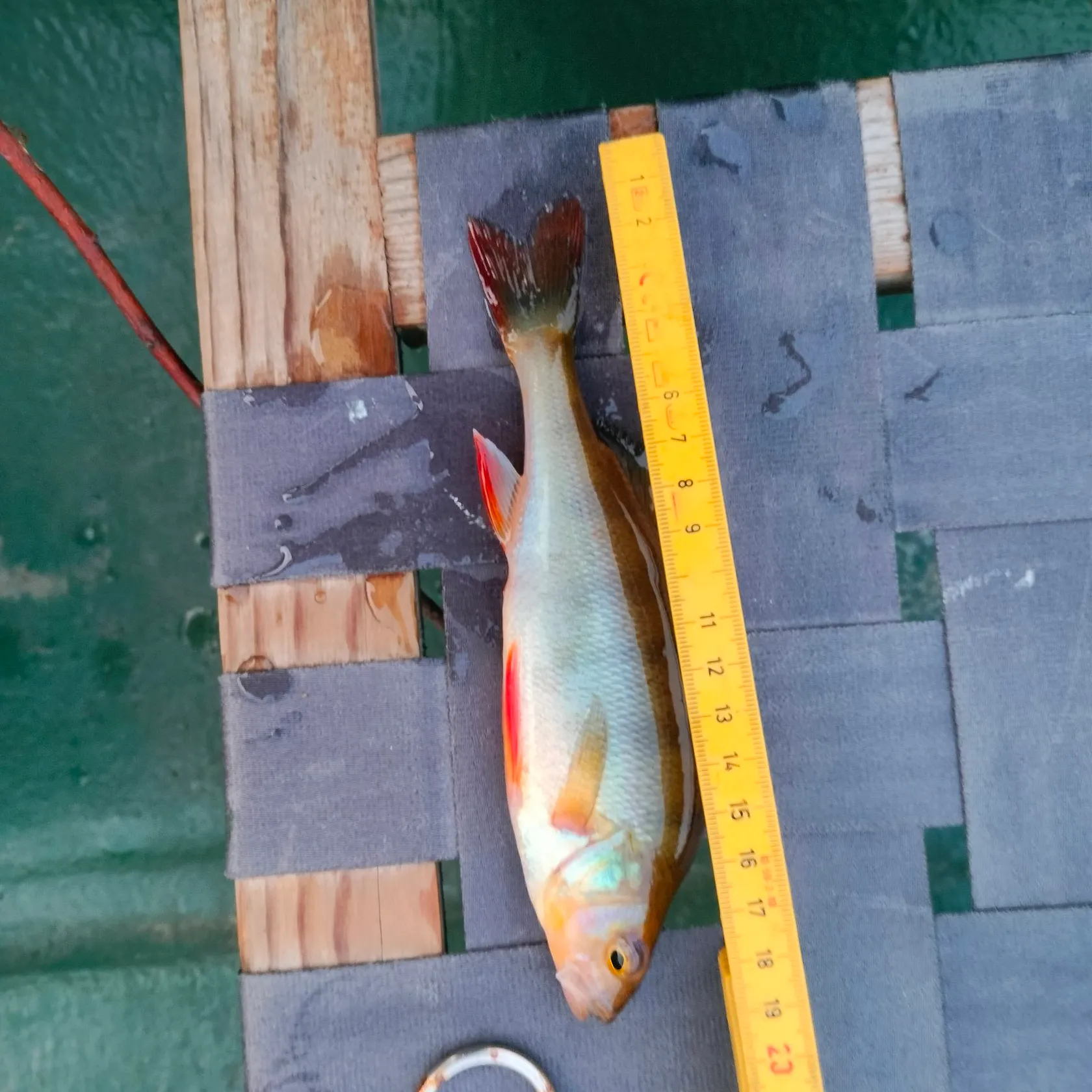 European perch caught on Fishbrain