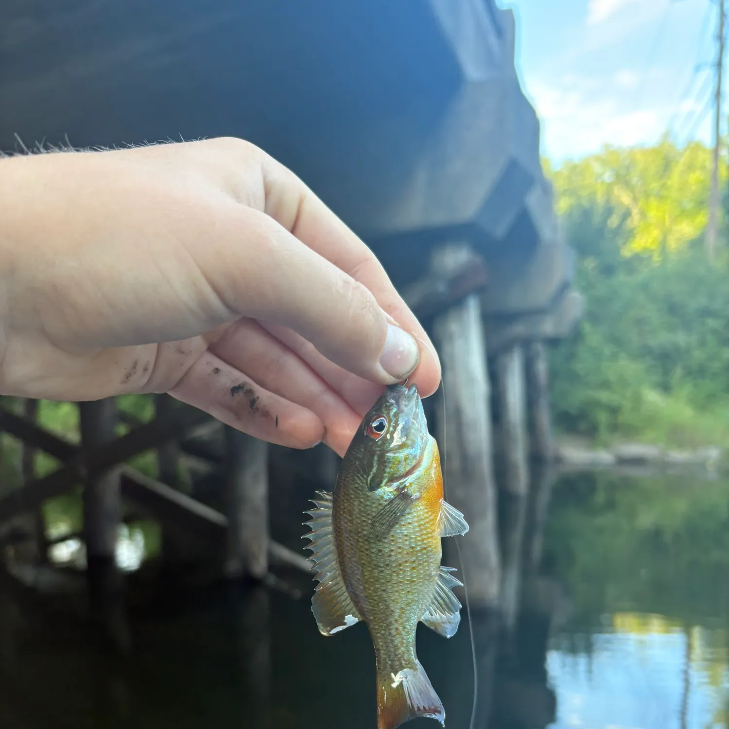 Redbreast sunfish caught on Fishbrain